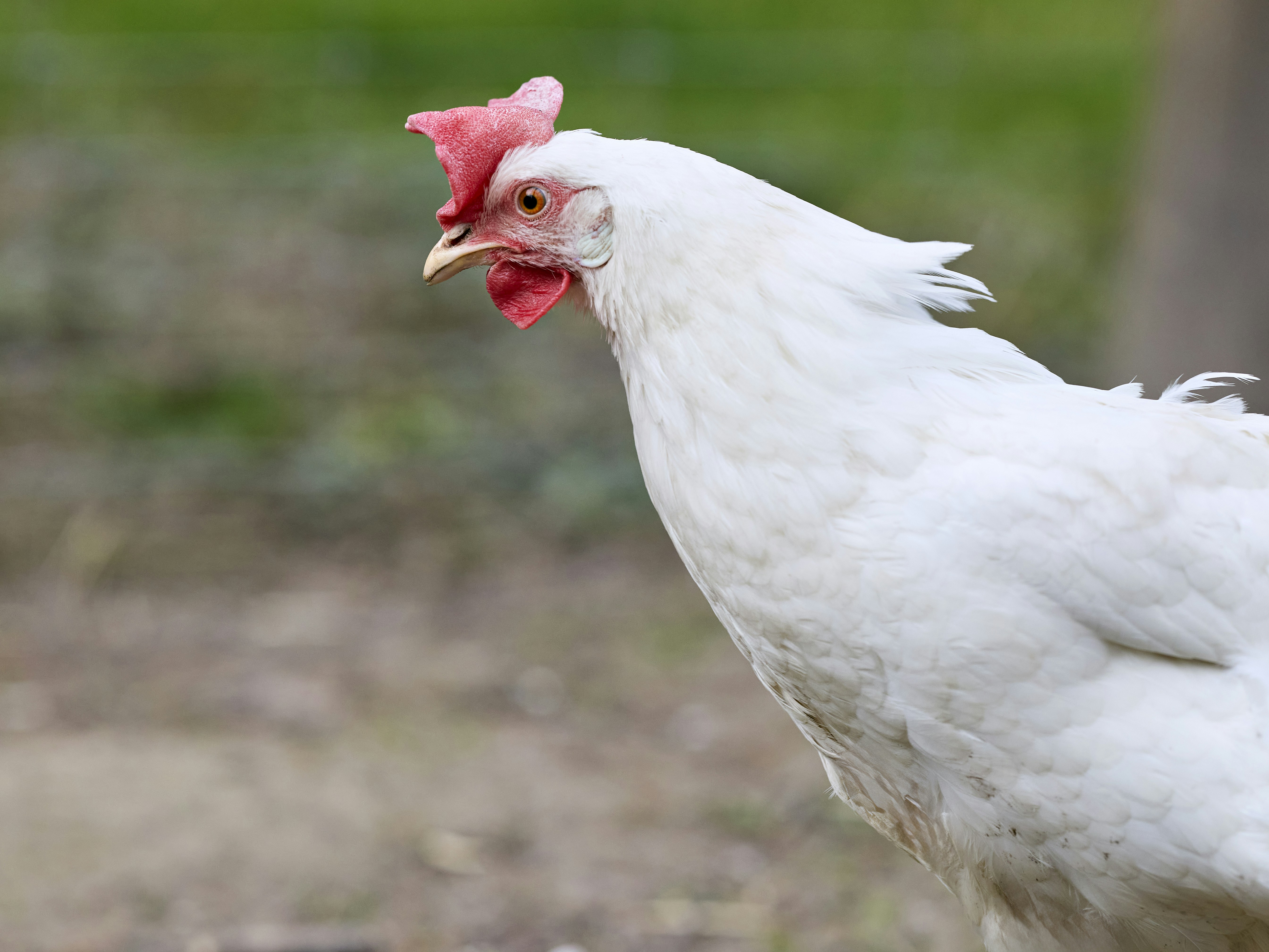 Photo by erwinbosman