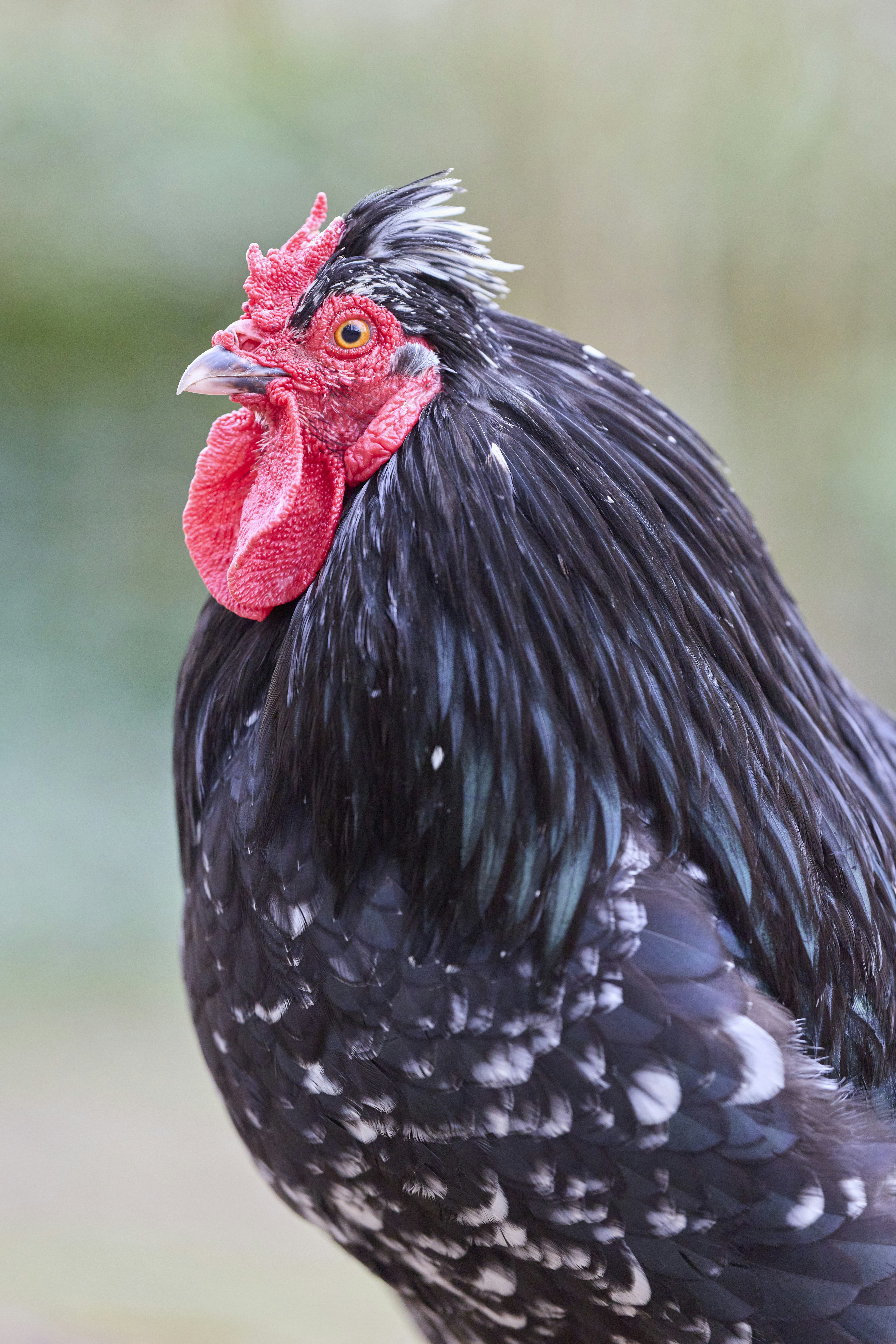 Photo by erwinbosman