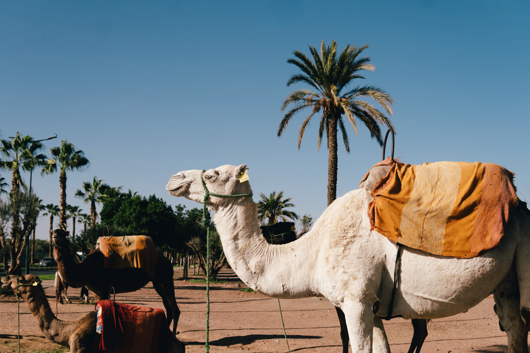 Camel with a traditional saddle among palm trees in the Marrakech Palmeraie