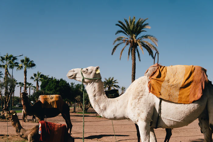 Camel with a traditional saddle among palm trees in the Marrakech Palmeraie