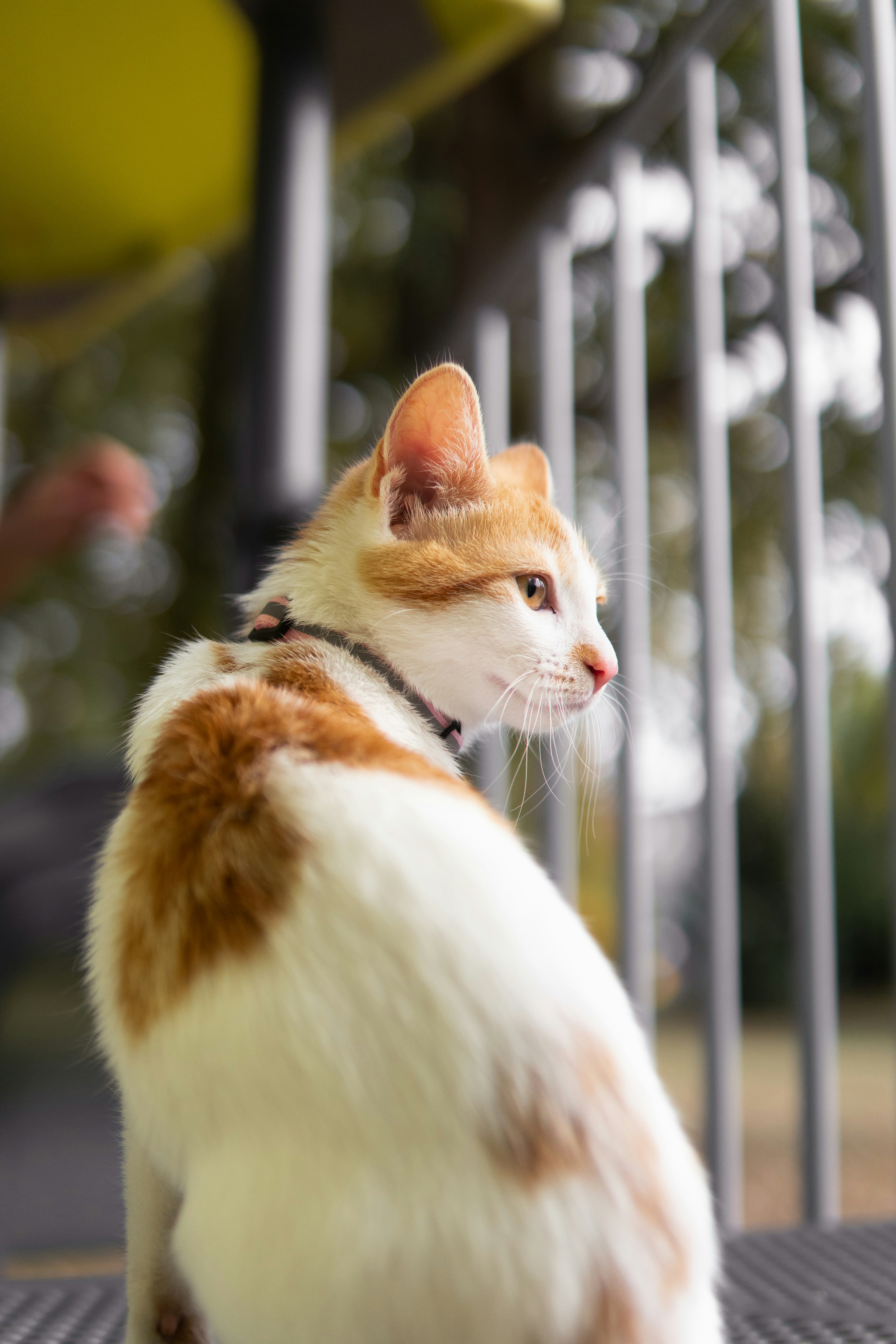 Photo by tellophotography