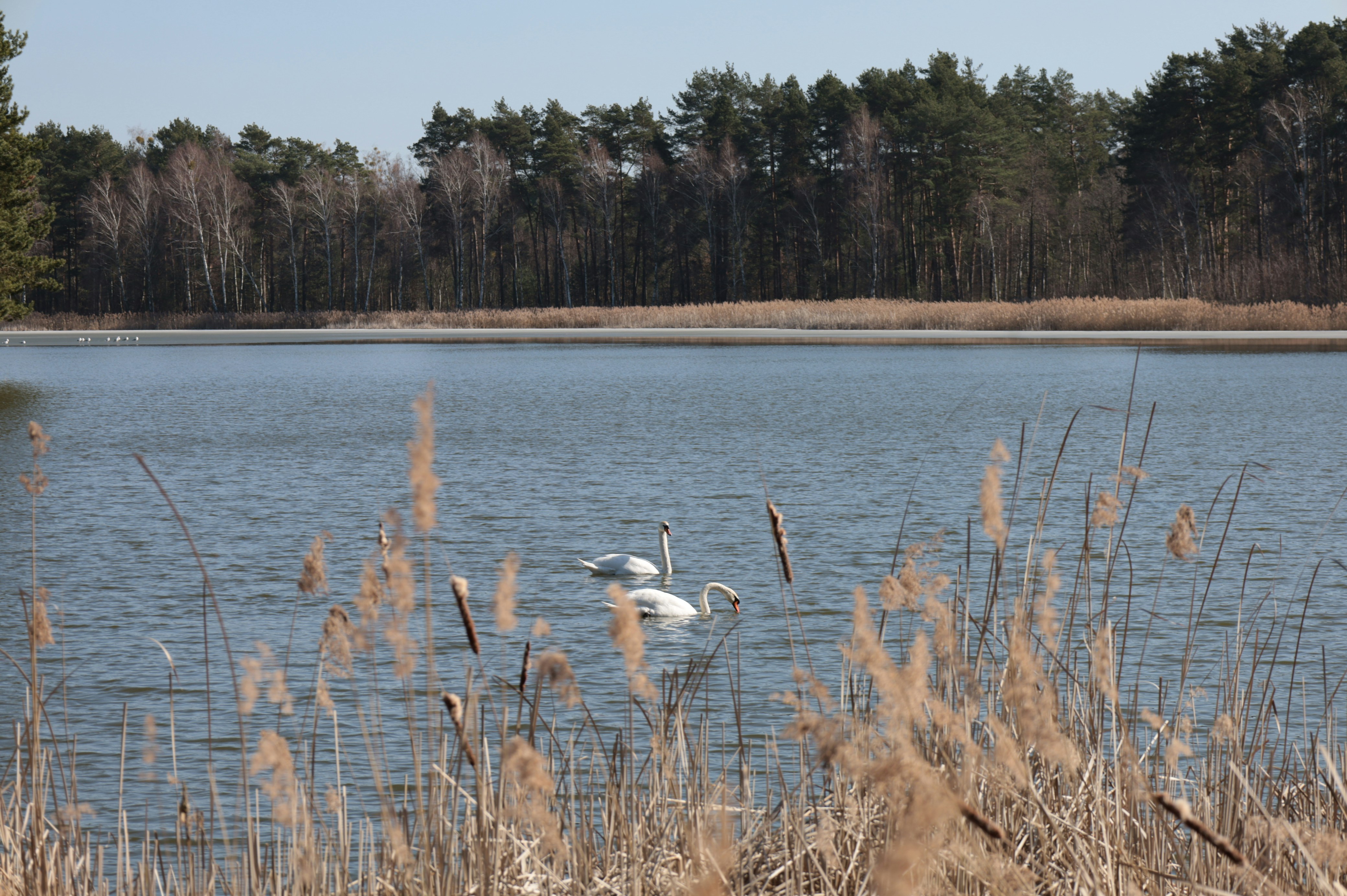 Dois cisnes nadando em um lago calmo com juncos.