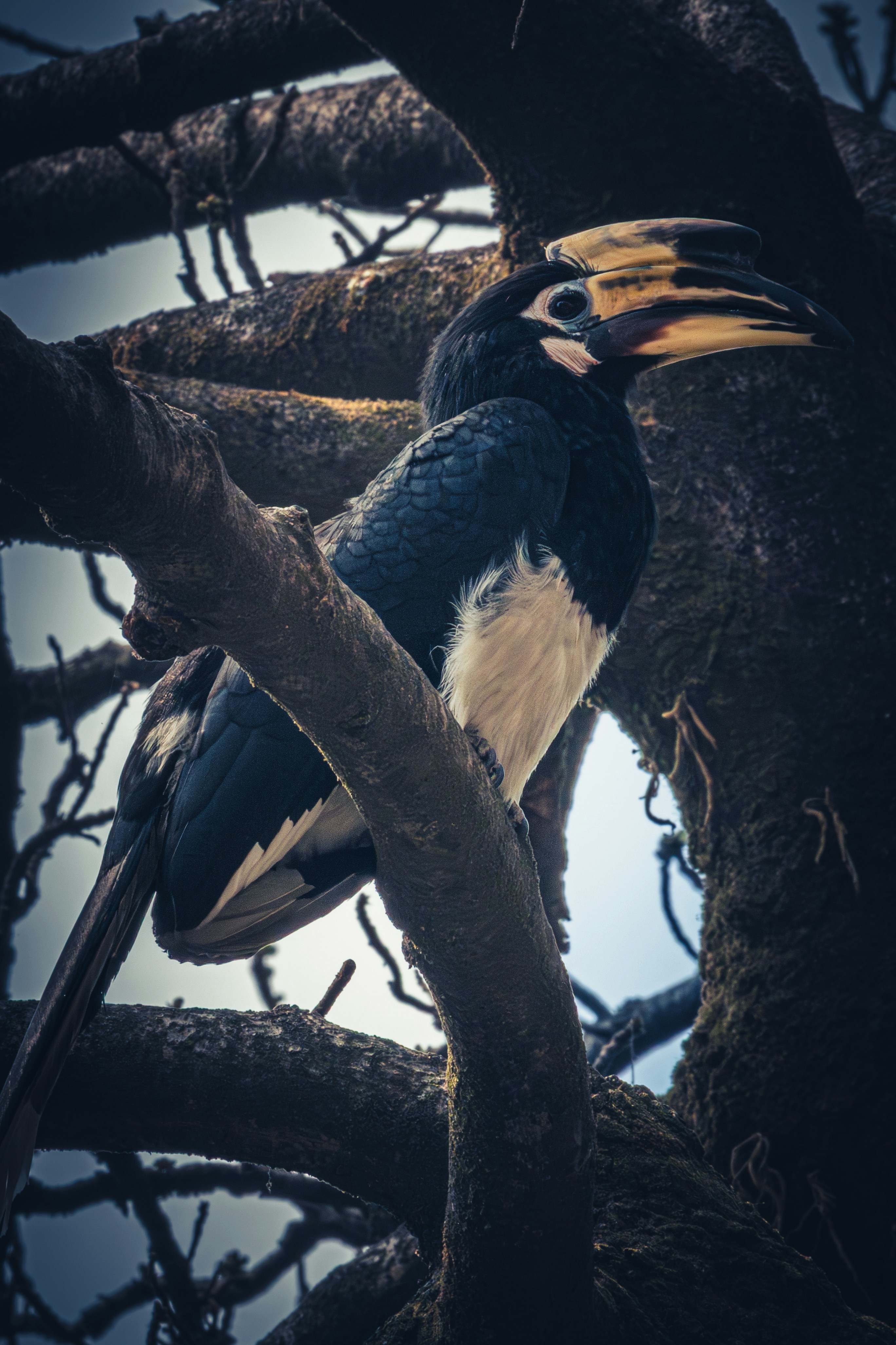 Ein Nashornvogel, der auf einem moosbedeckten Ast saß