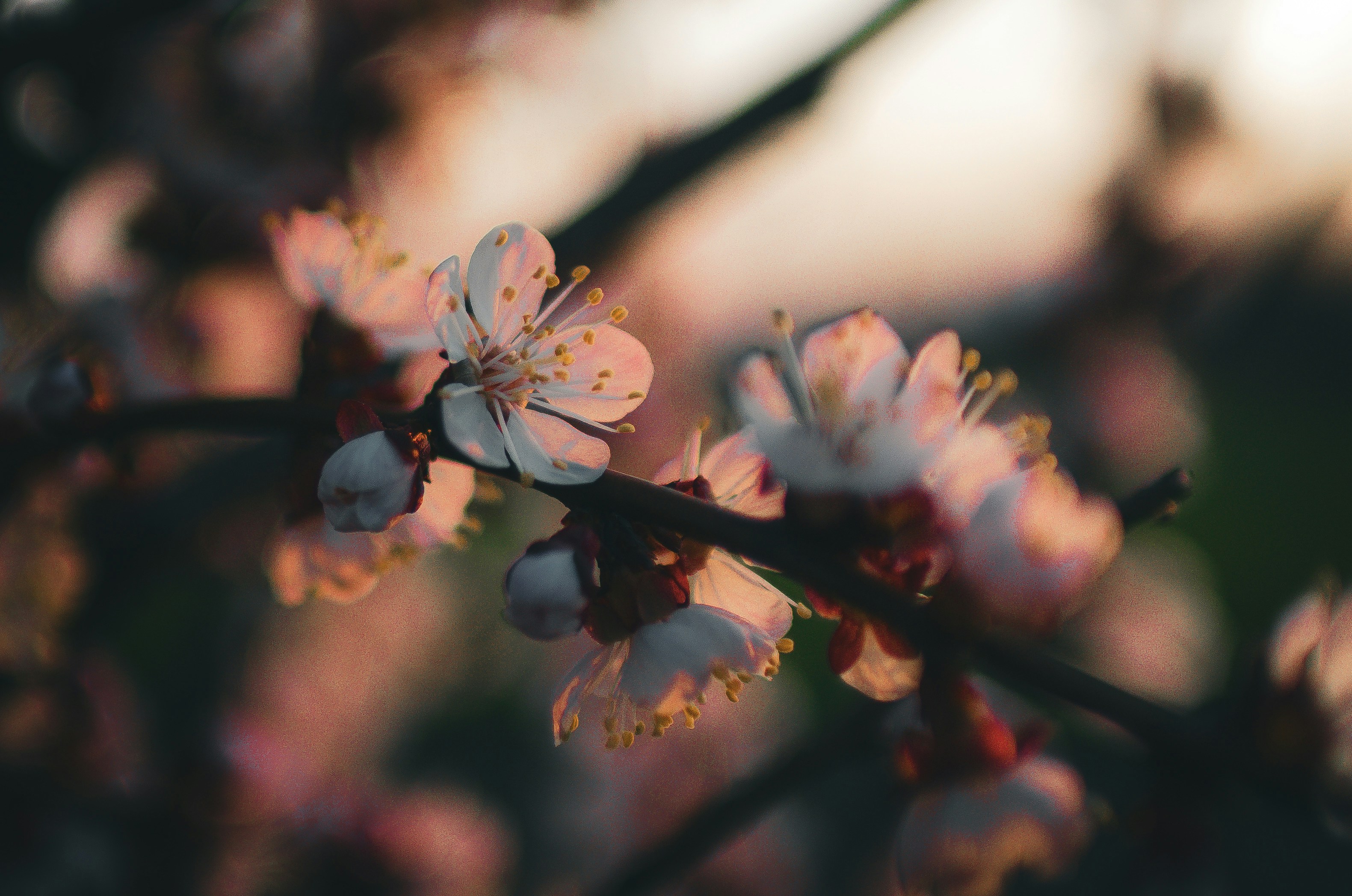 Photo by gamanalice3012