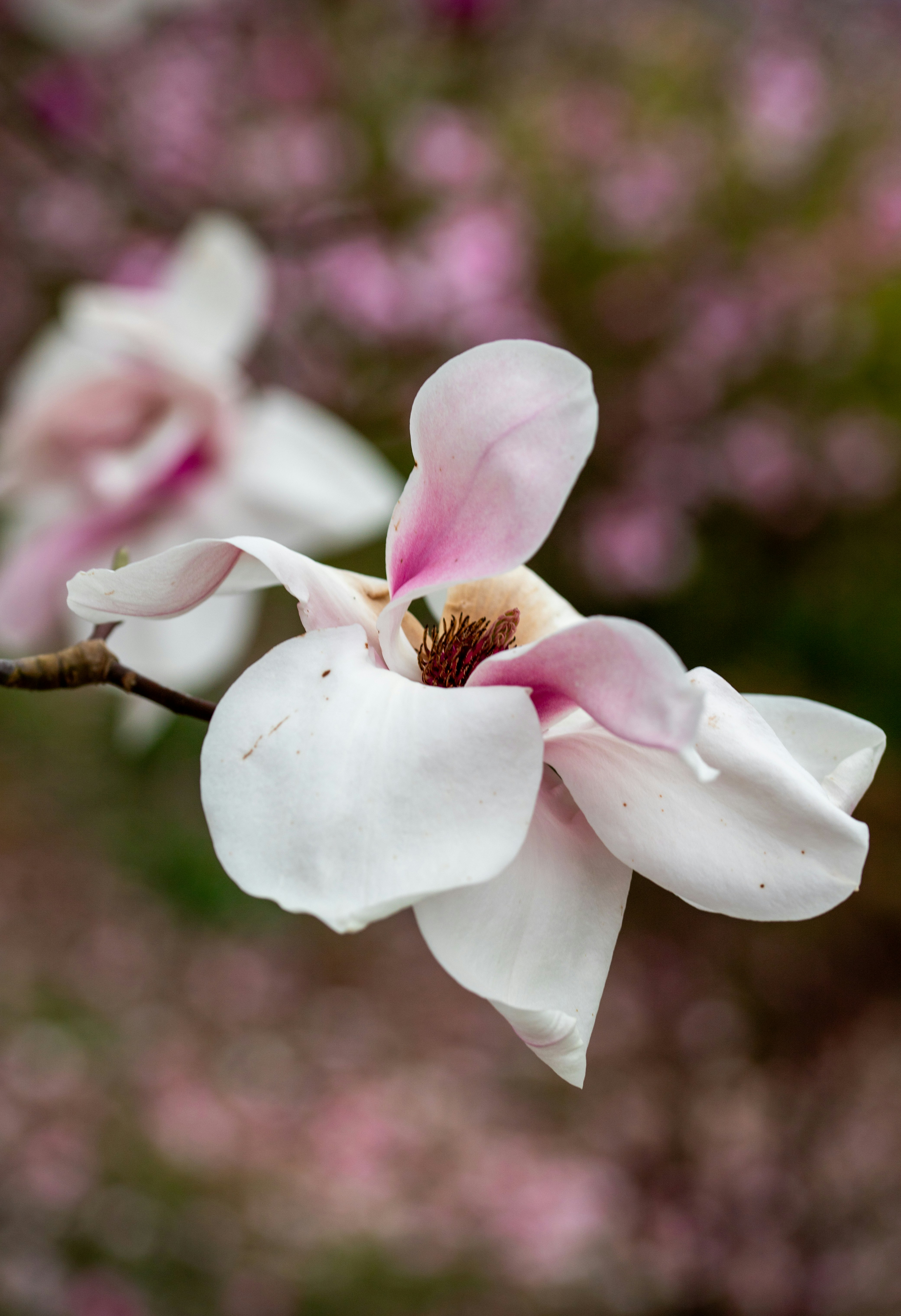 Photo by hdbernd