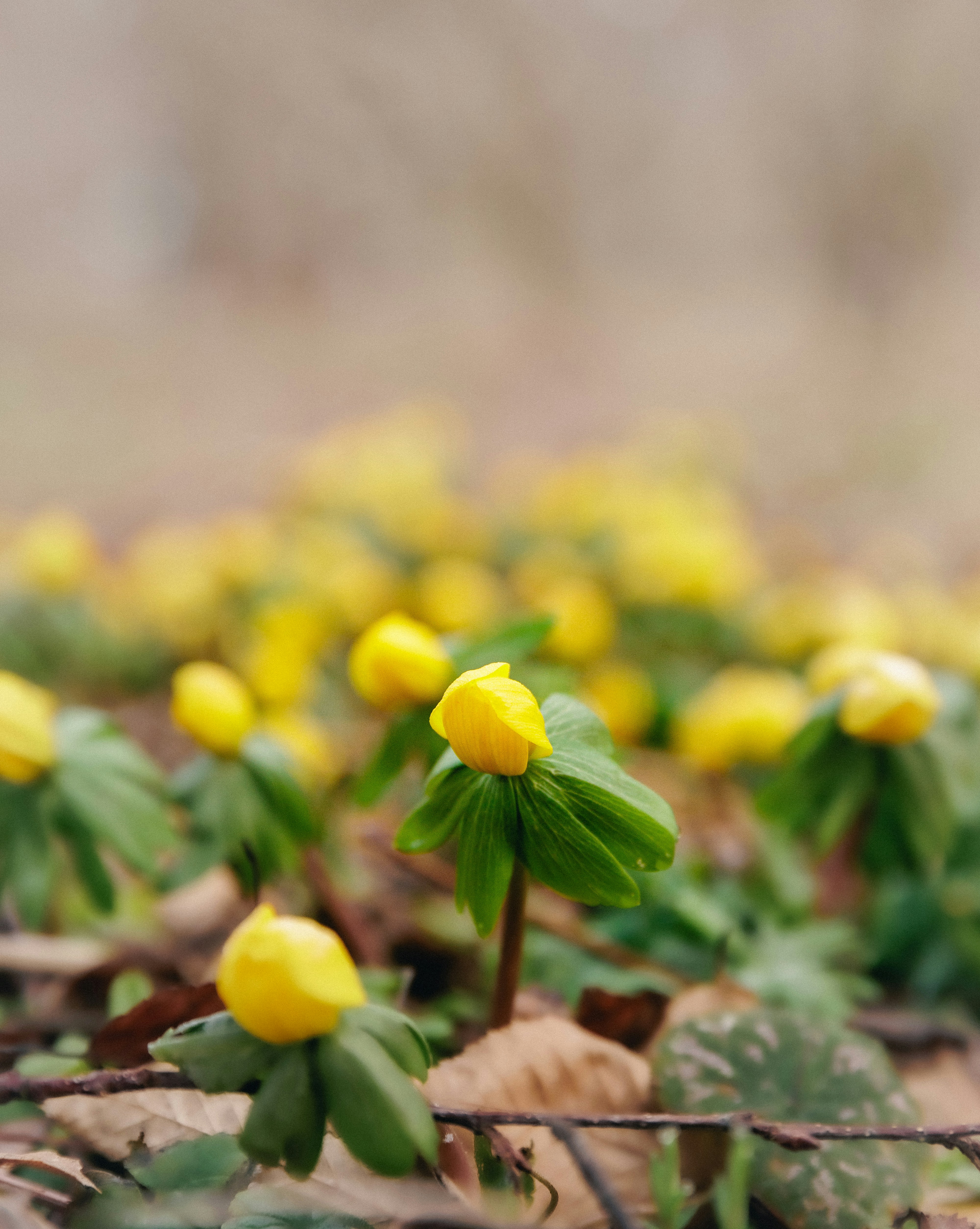 Yellow winter aconite flowers emerging from the ground.