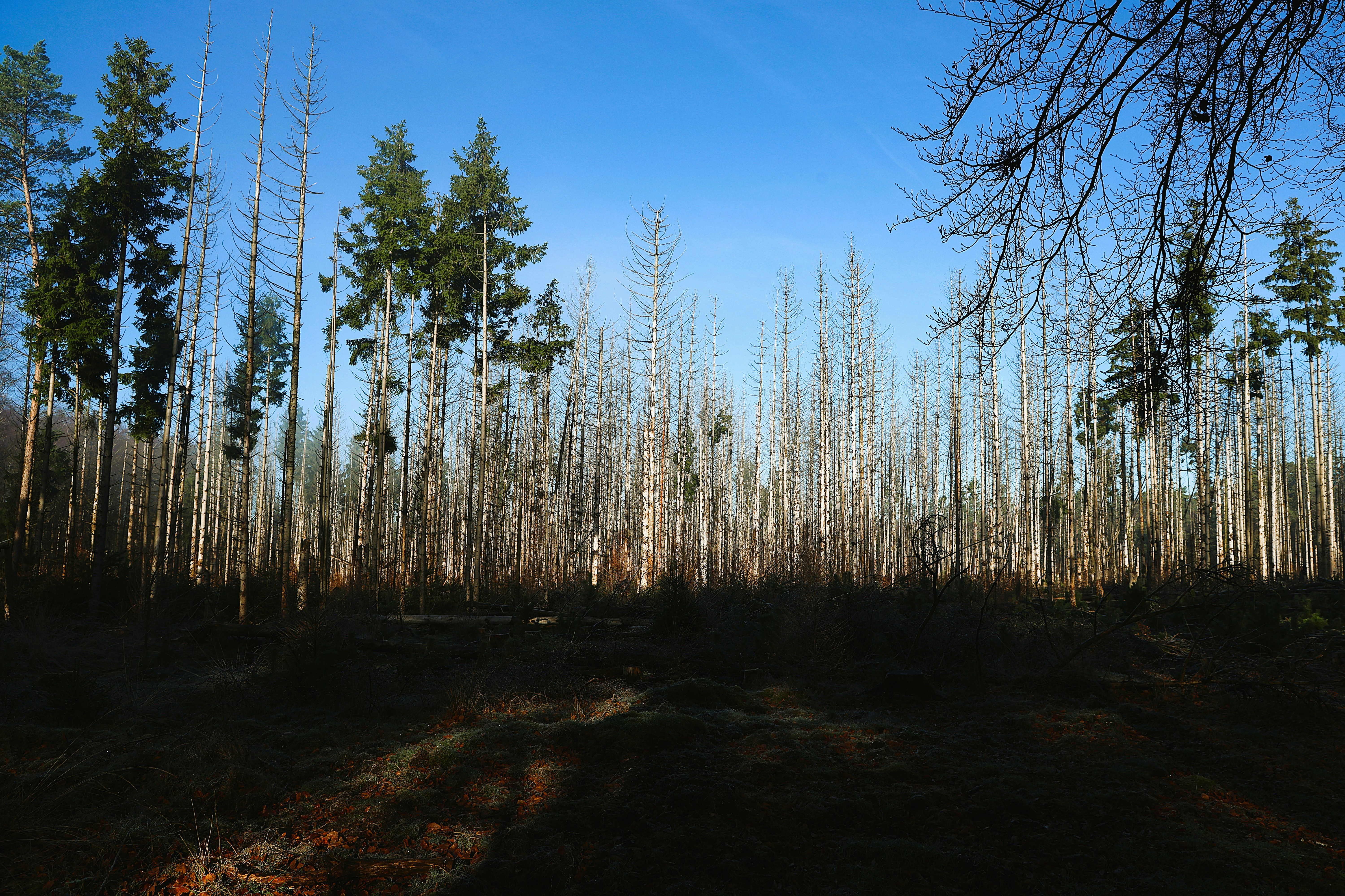Saurer Regen Waldsterben – kahle Bäume im geschädigten Wald