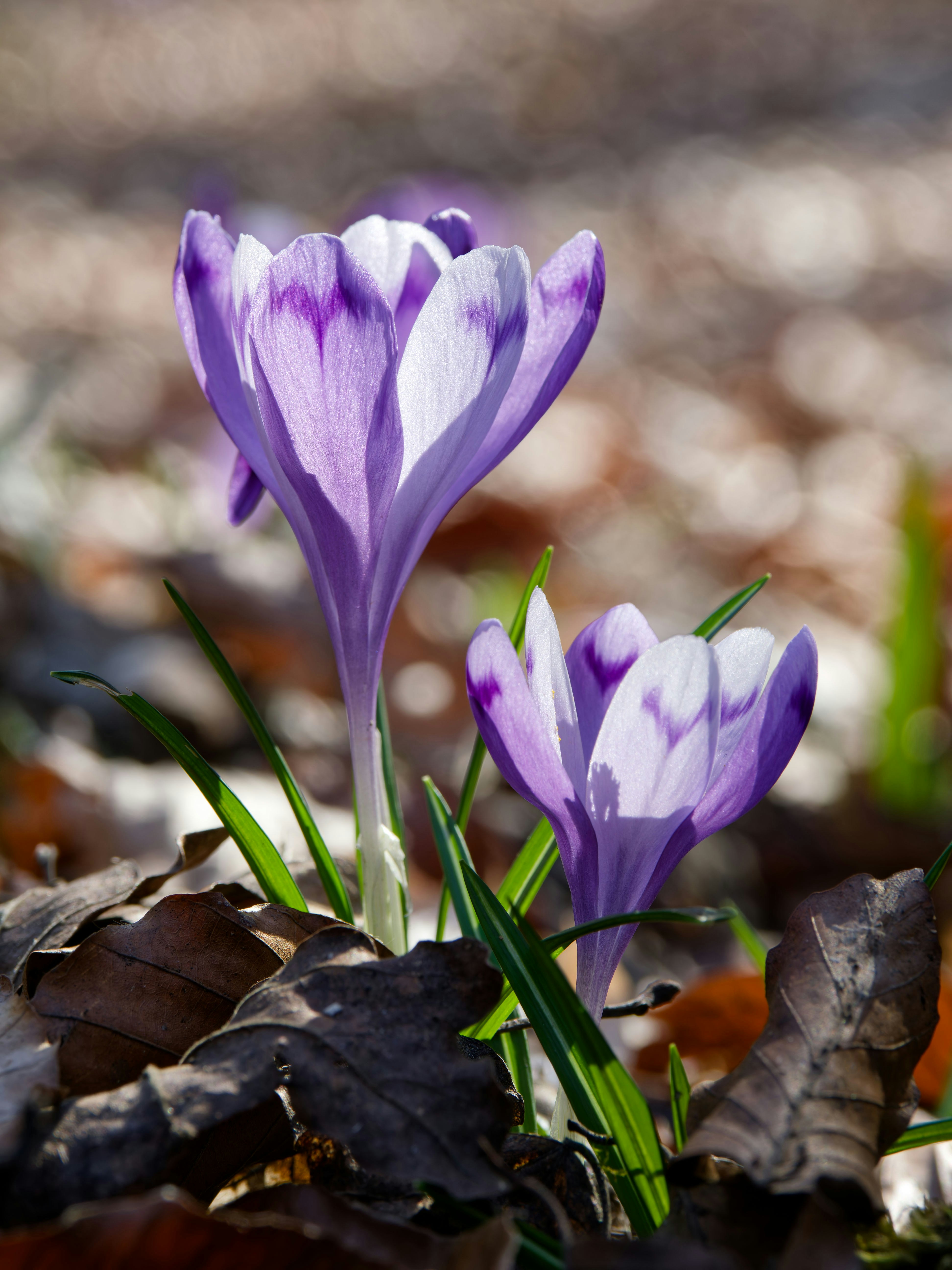 Photo by illes_cristi