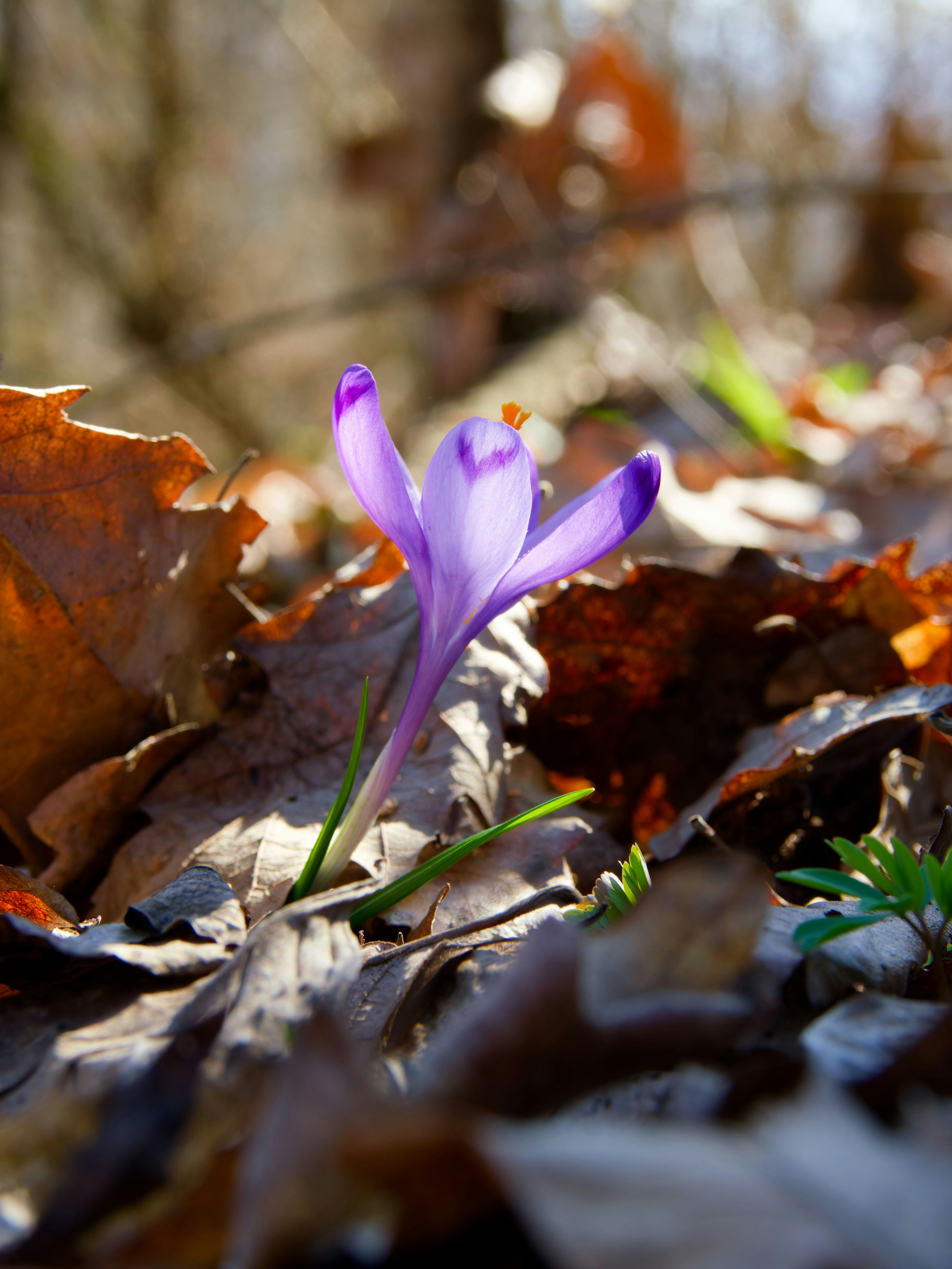 Photo by illes_cristi