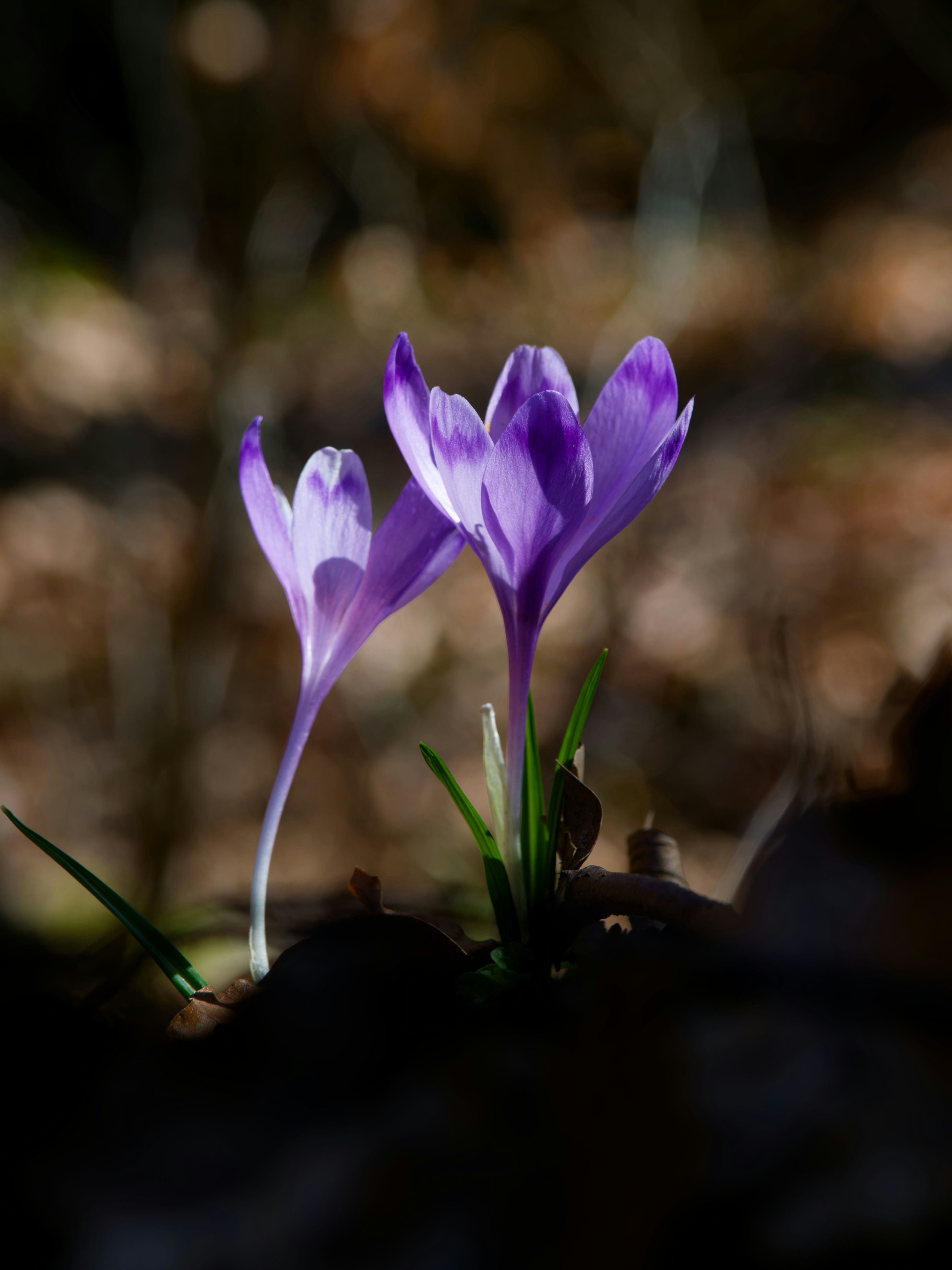 Photo by illes_cristi