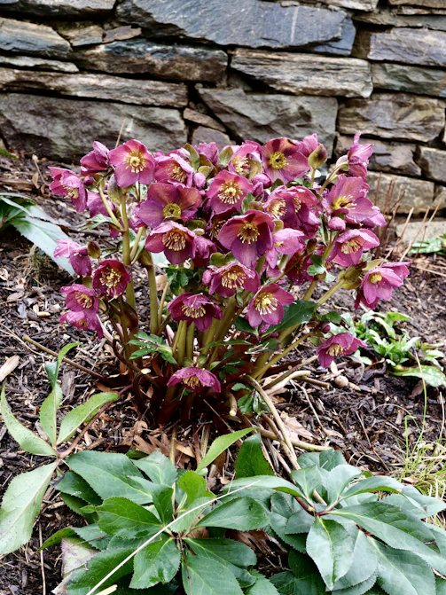A cluster of blooming hellebore flowers with stone wall background