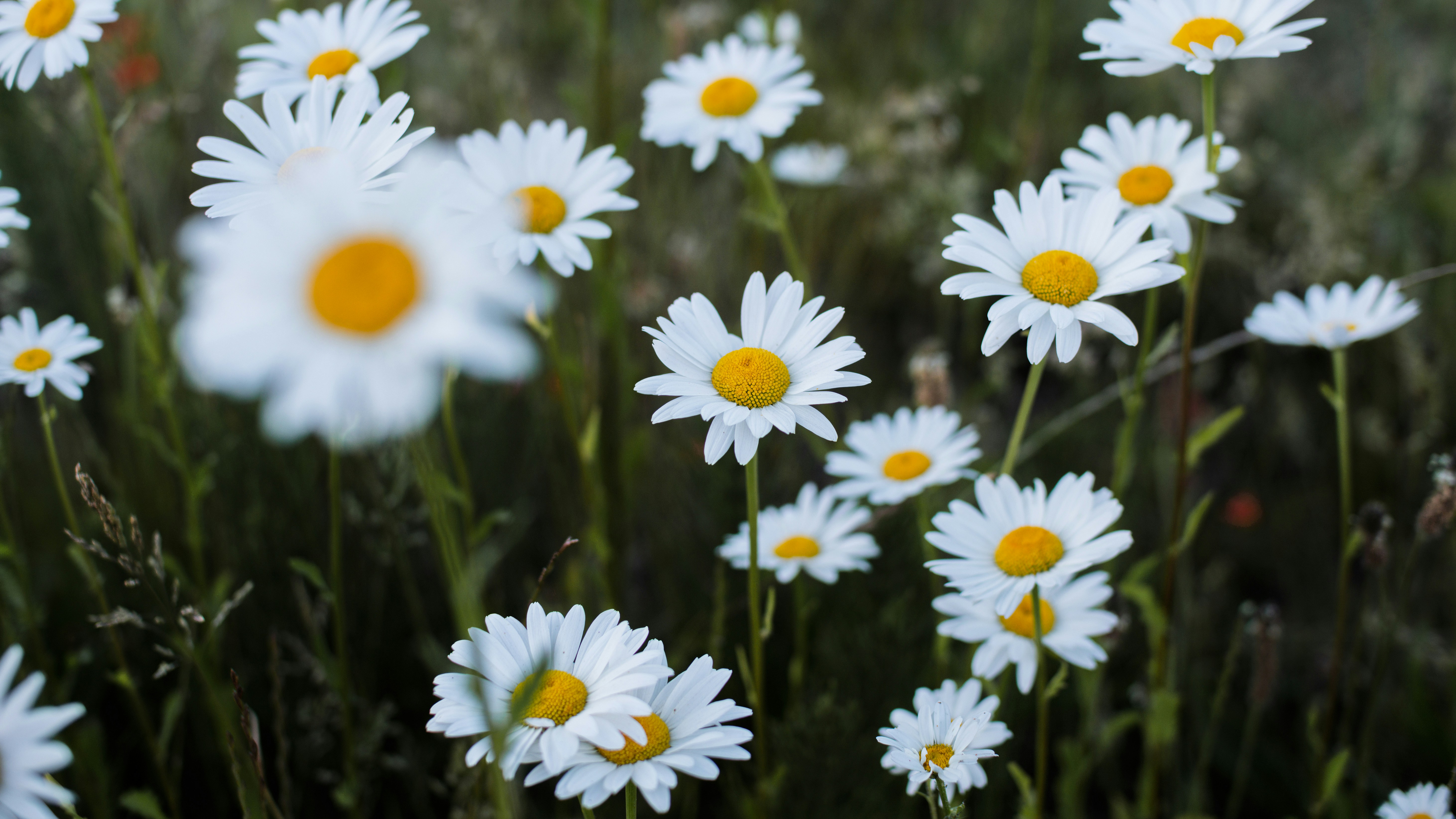 Photo by markobrecic