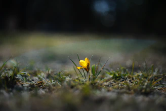 A single yellow flower in a grassy field.