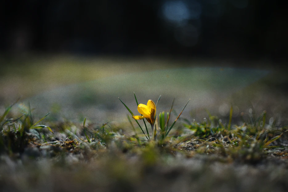 A single yellow flower in a grassy field.