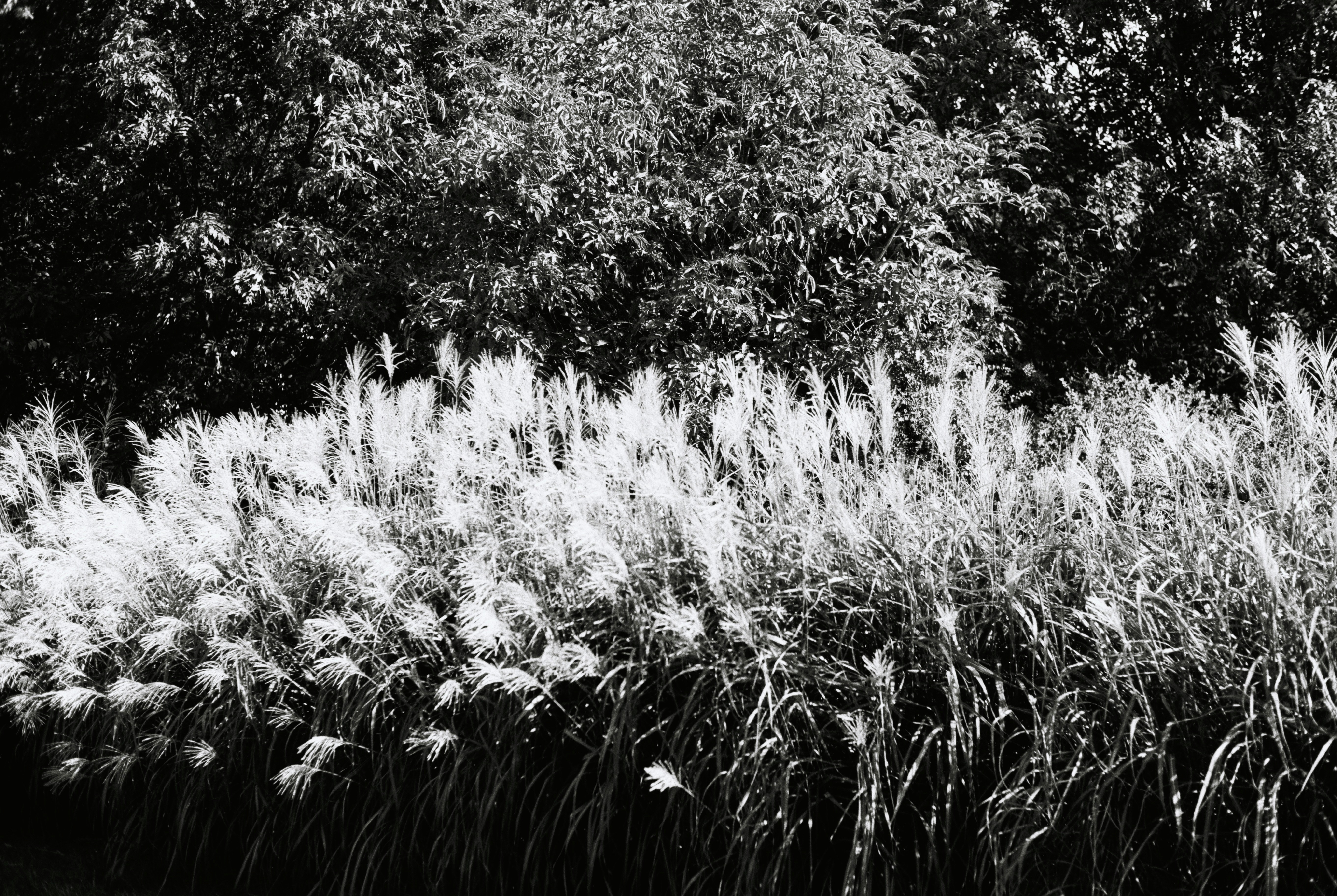 Tall grasses sway in the breeze with trees behind