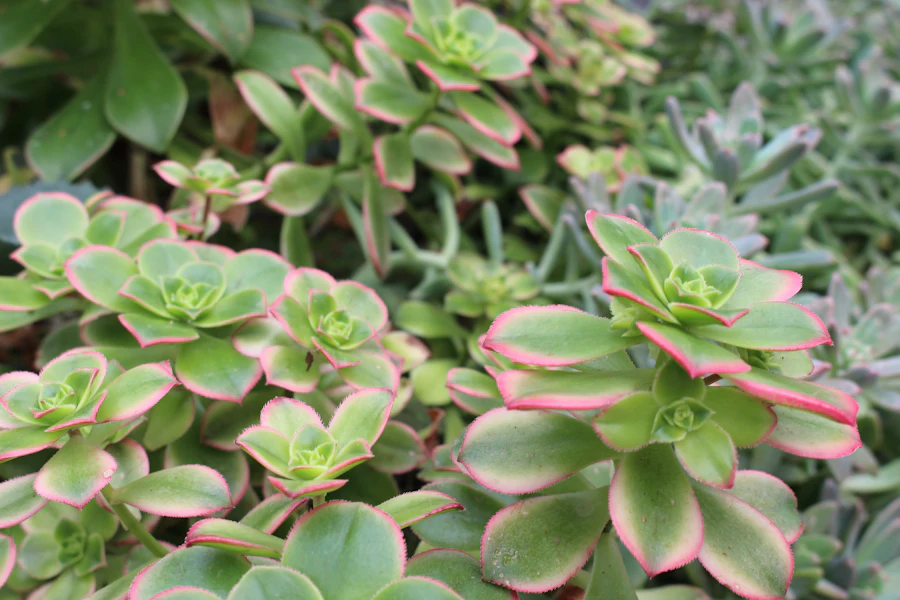 Close up of a succulent rosette with colored edges