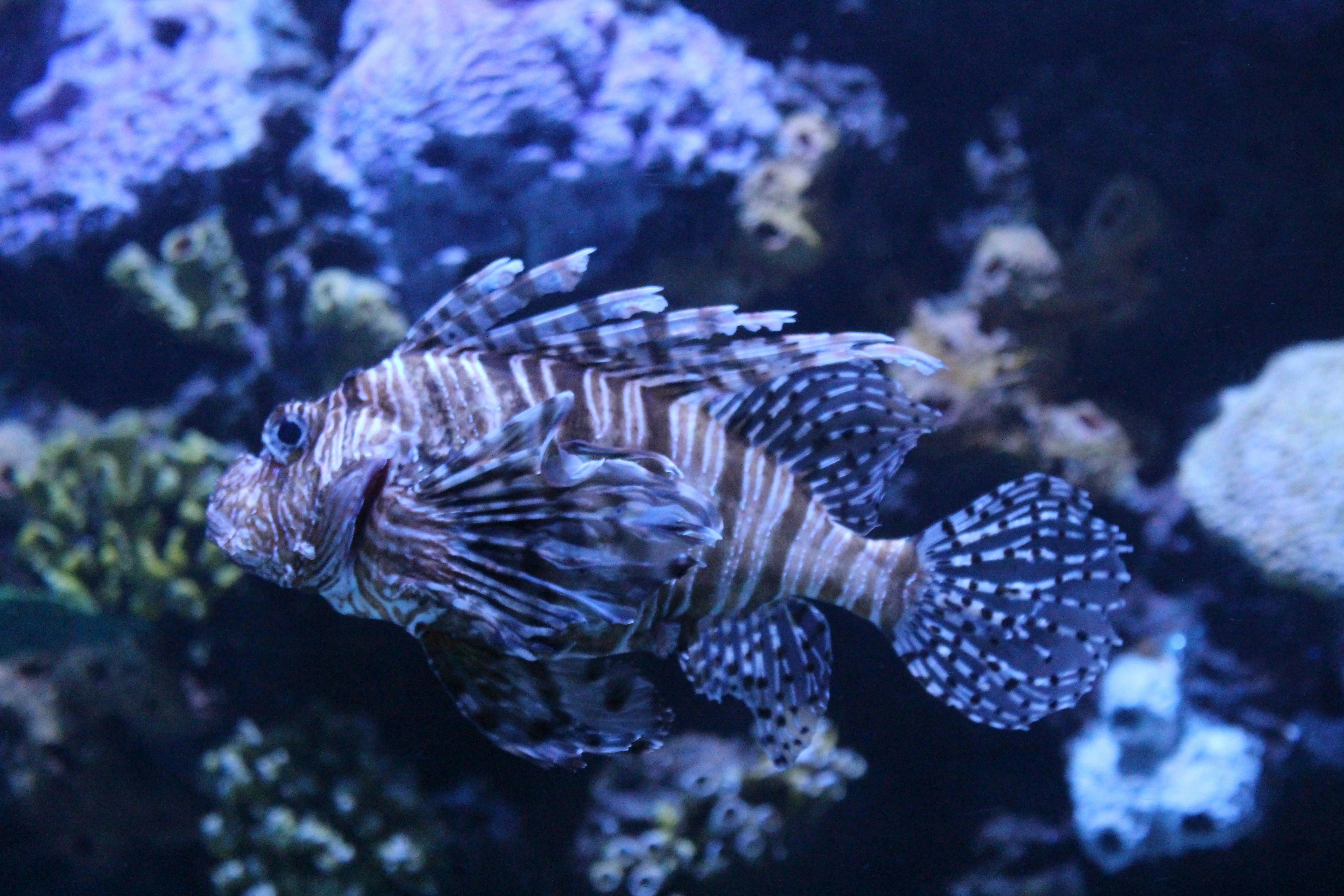 Seekor lionfish berenang di dekat terumbu karang di bawah air.