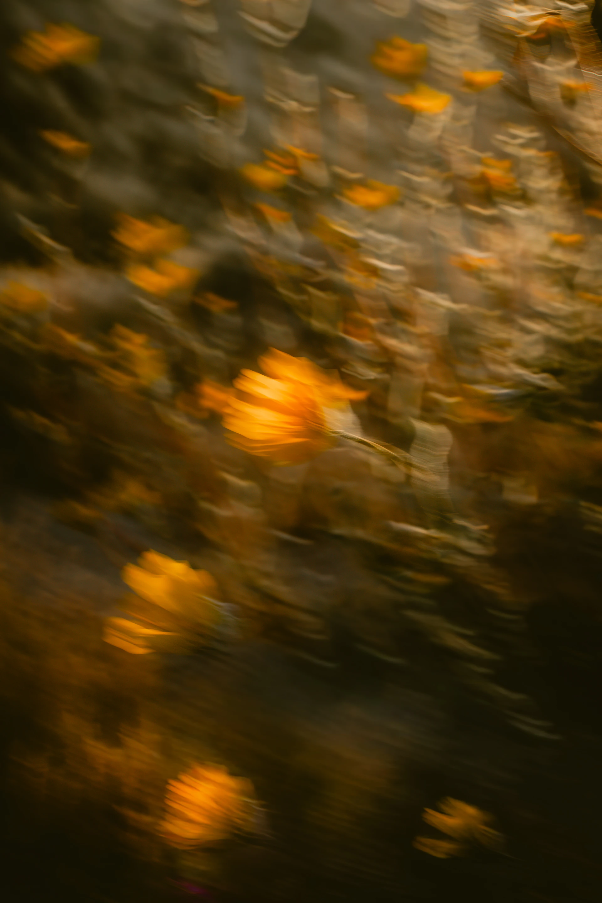 Abstract blurry yellow flowers with dark background