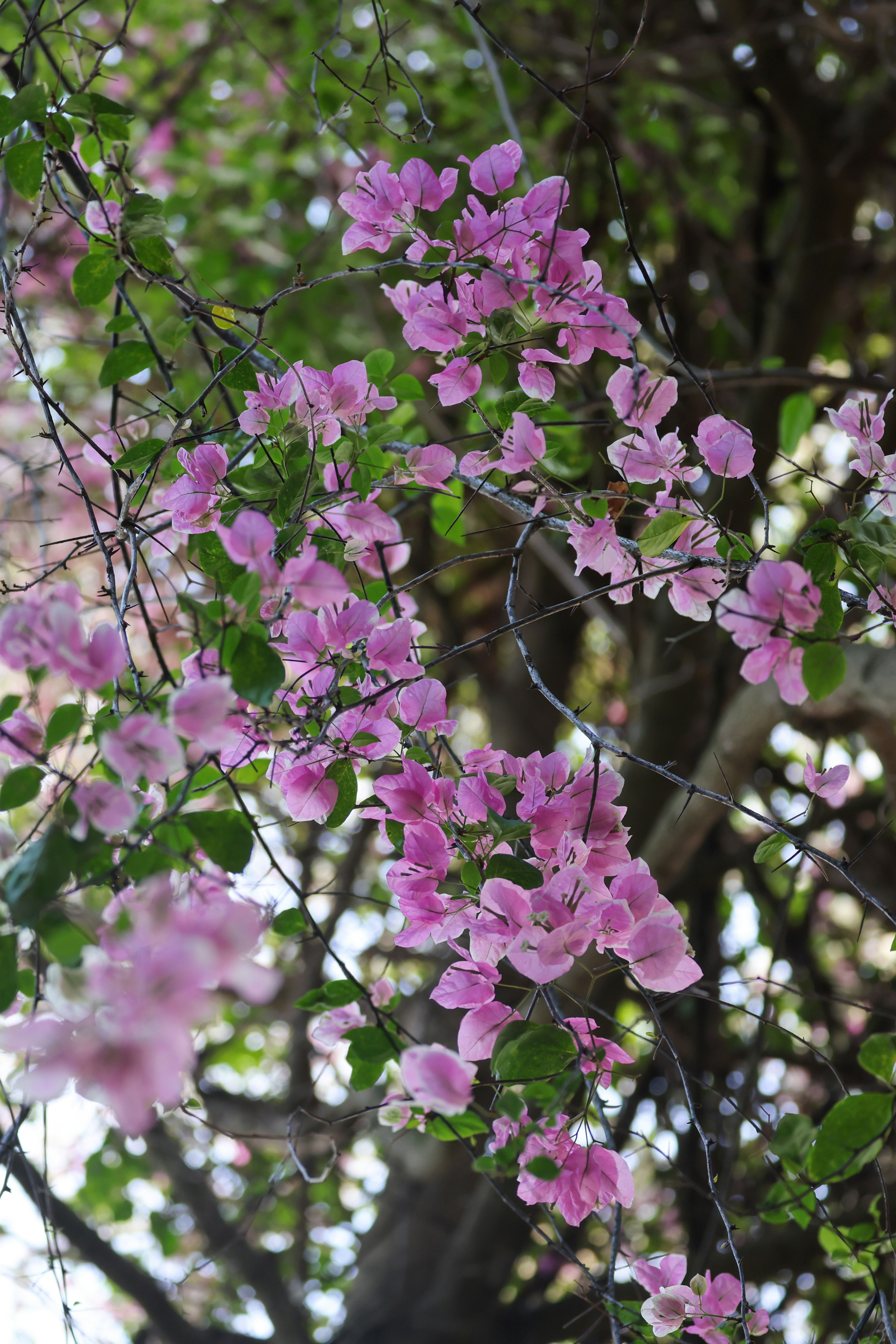 Photo by dickenslin76