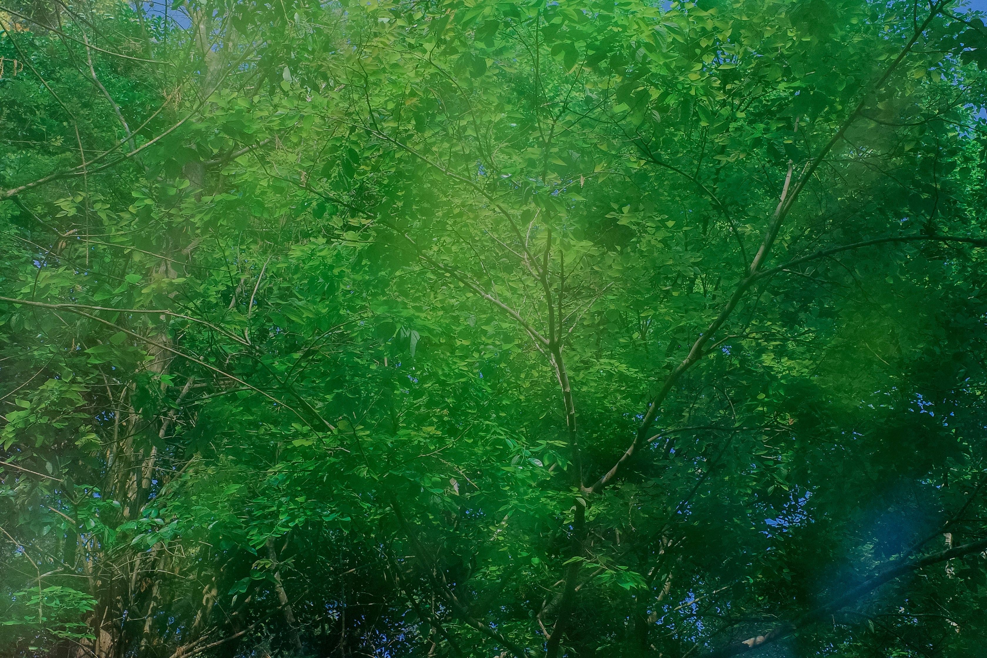 Photo by dickenslin76