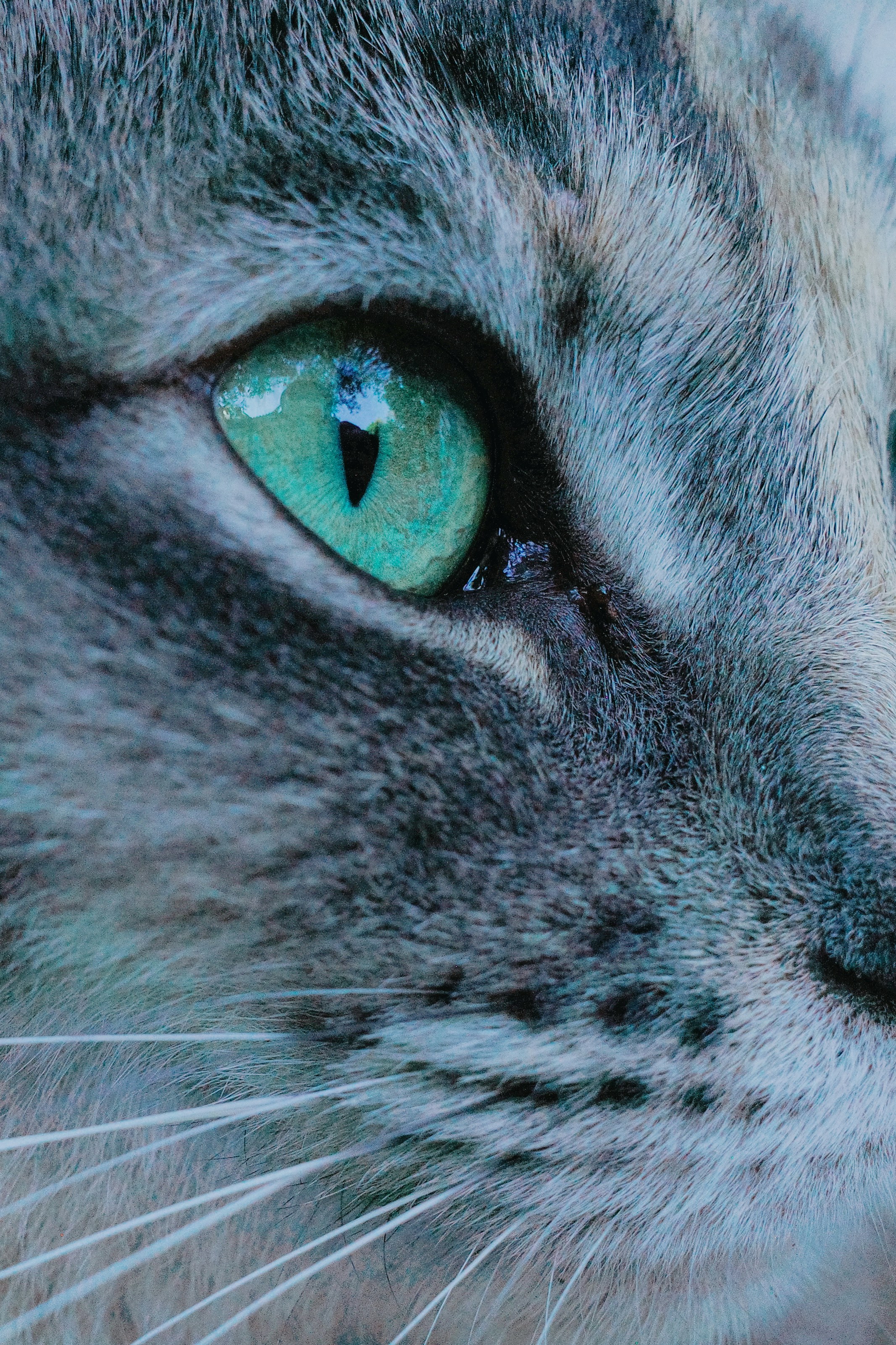 Photo by dickenslin76