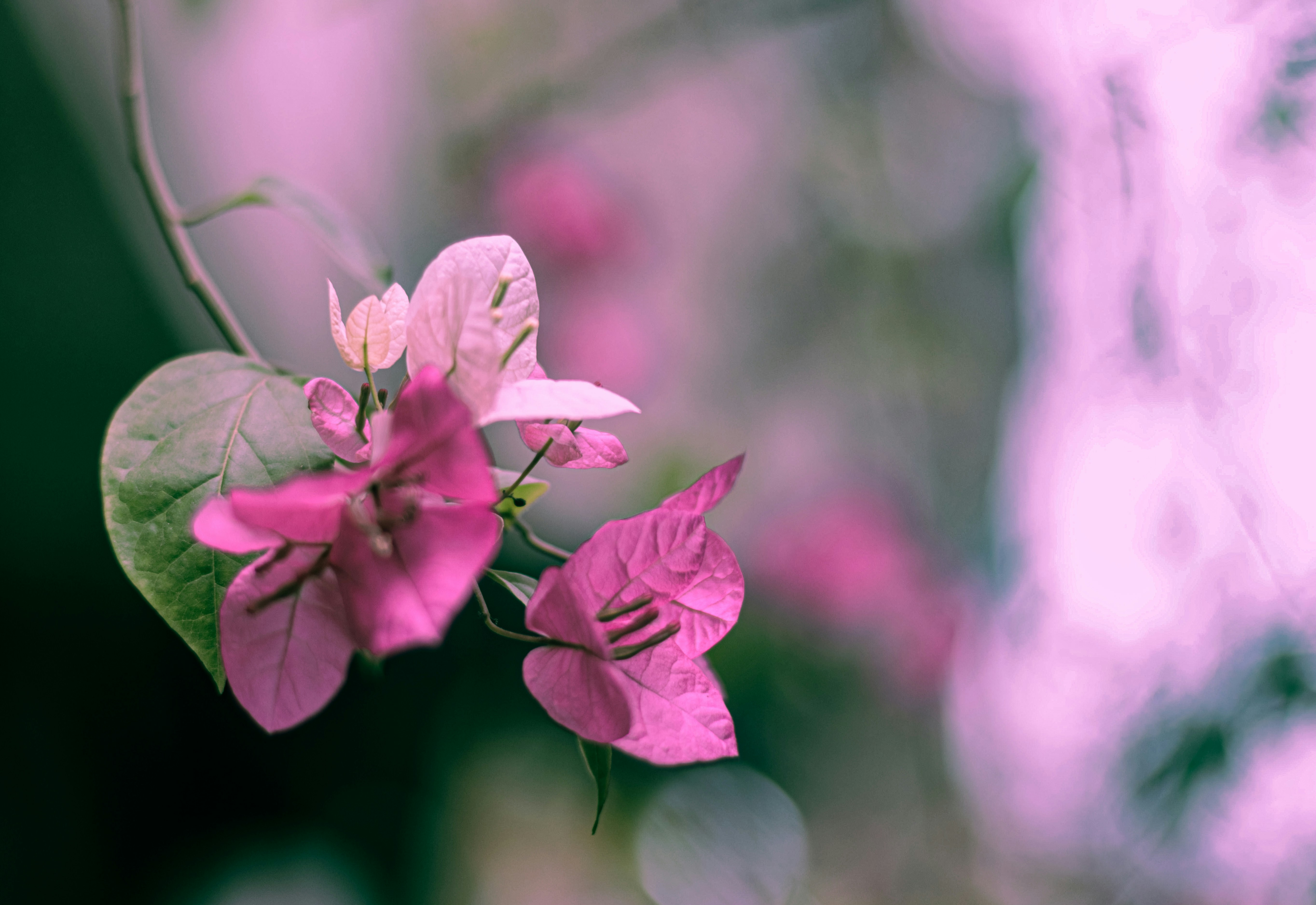 Photo by thomascleese