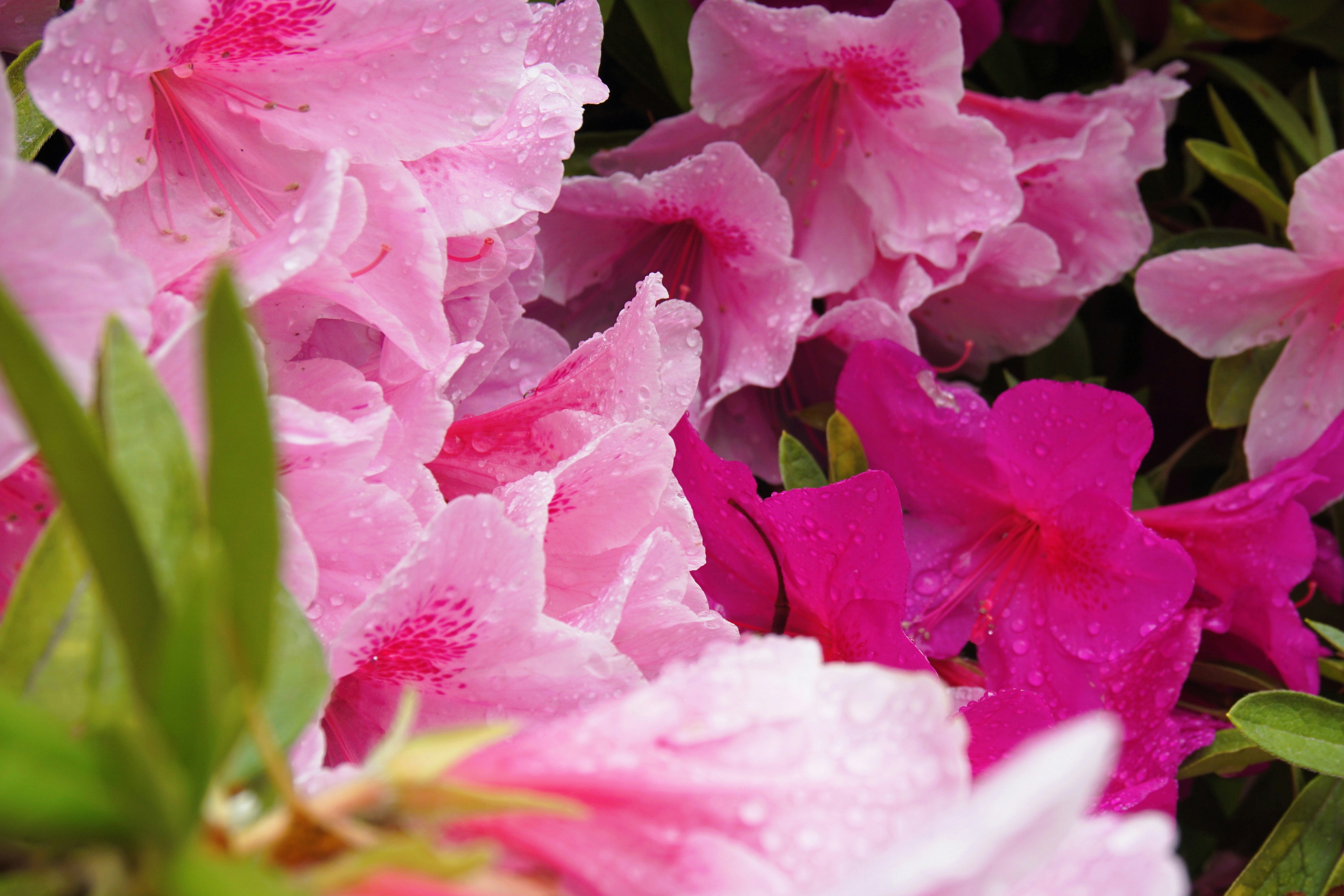 Photo by syadzasalsabyla