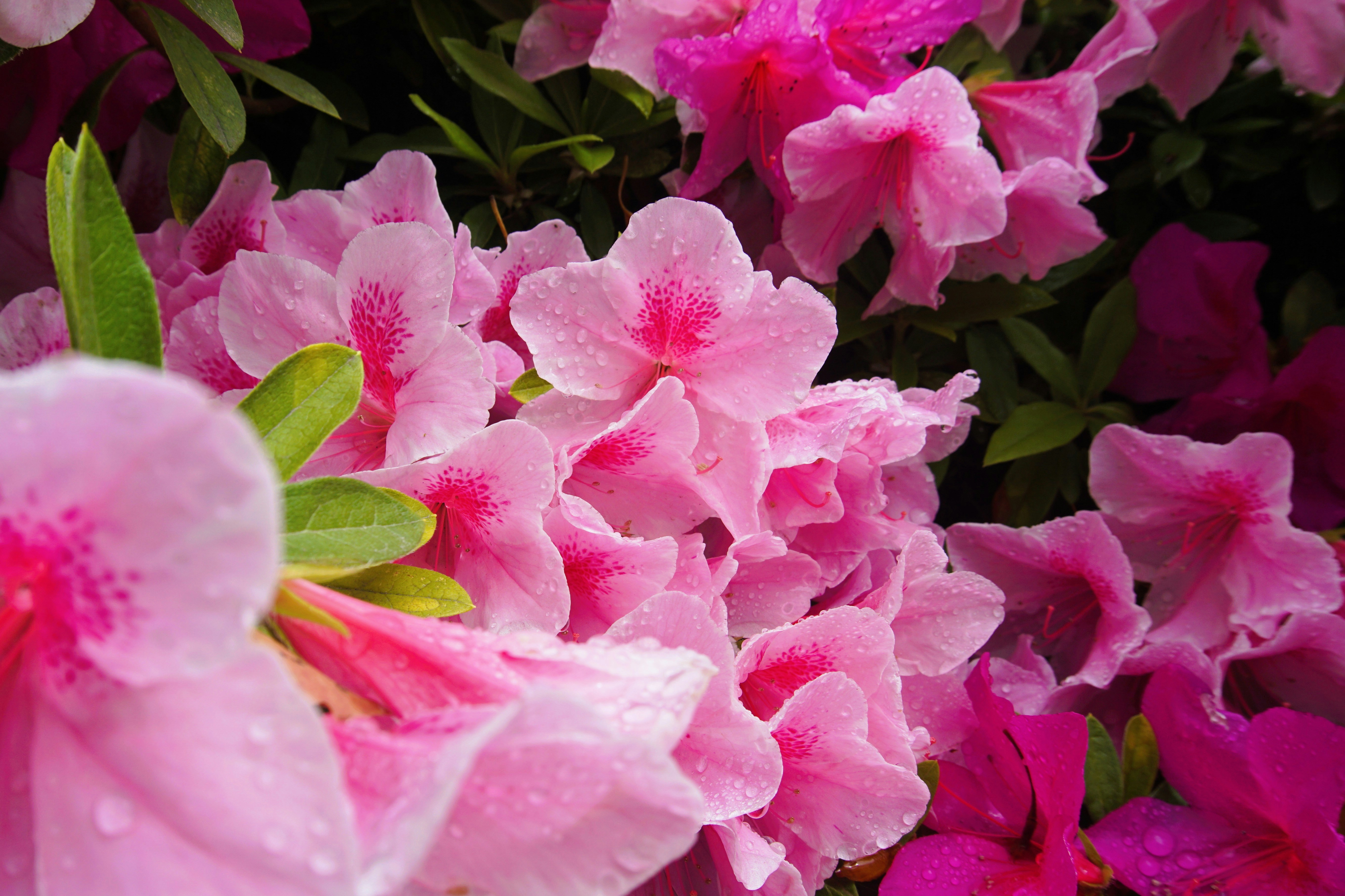 Photo by syadzasalsabyla