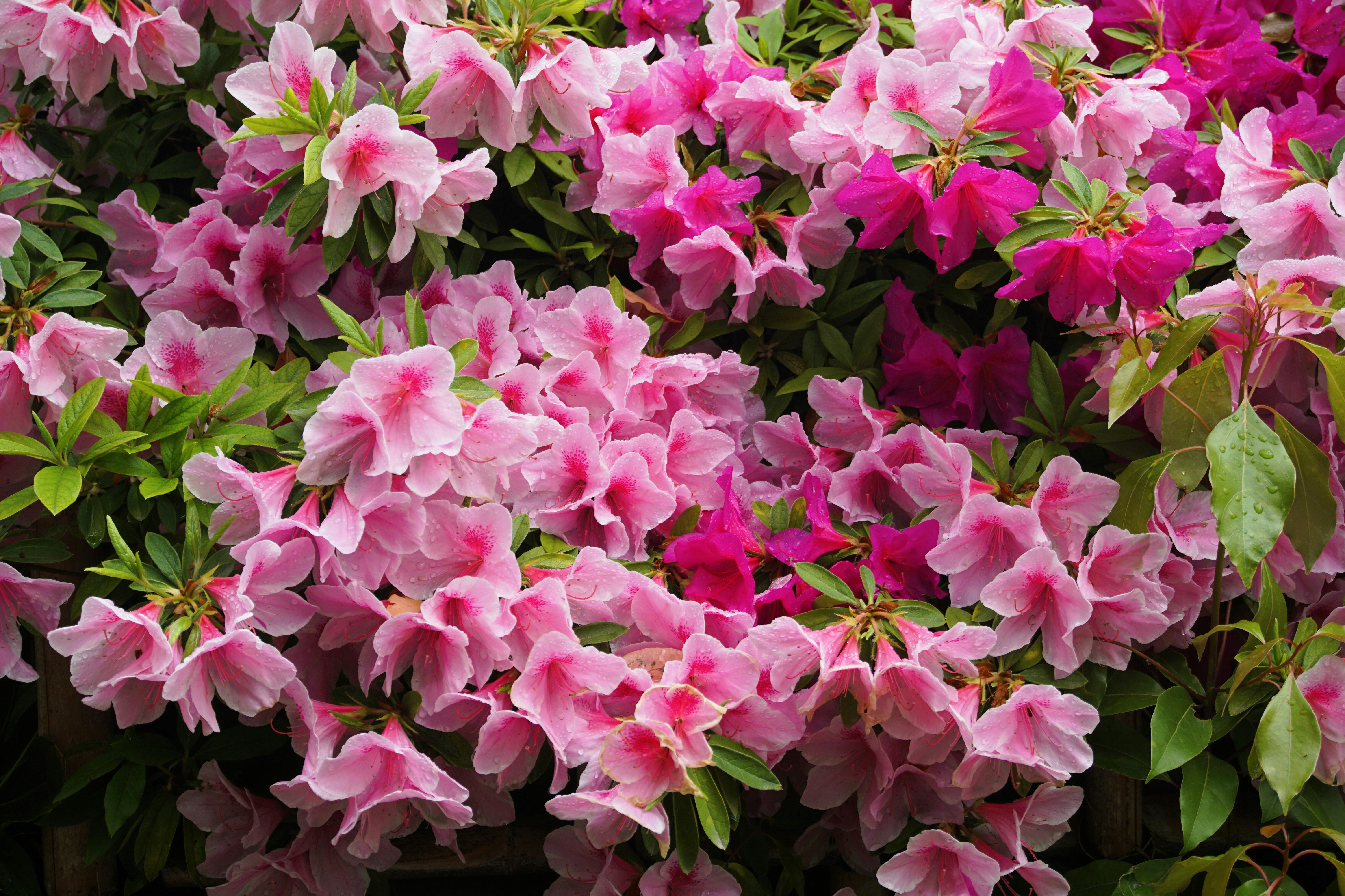 Photo by syadzasalsabyla