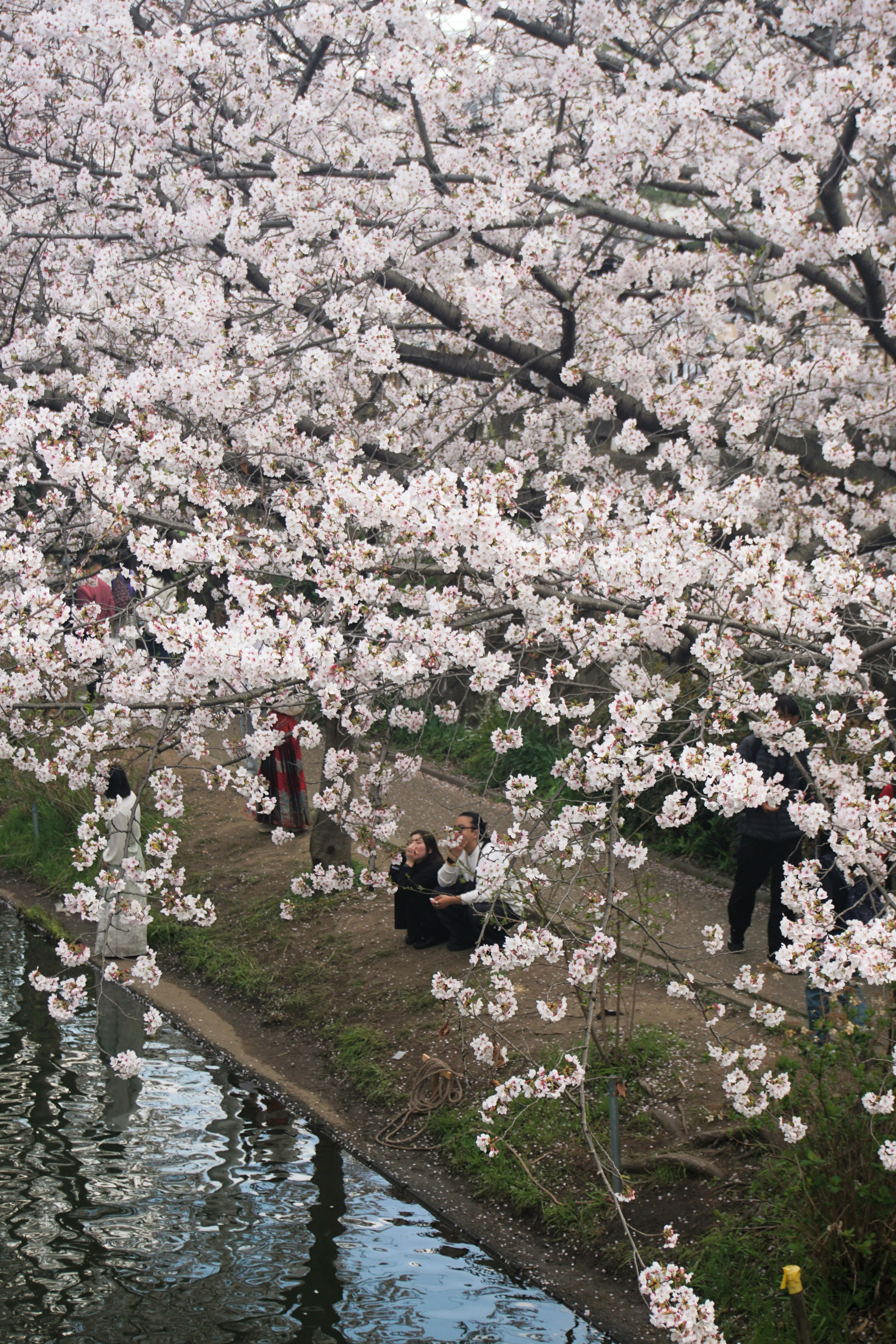 Le persone apprezzano i ciliegi in fiore lungo un canale