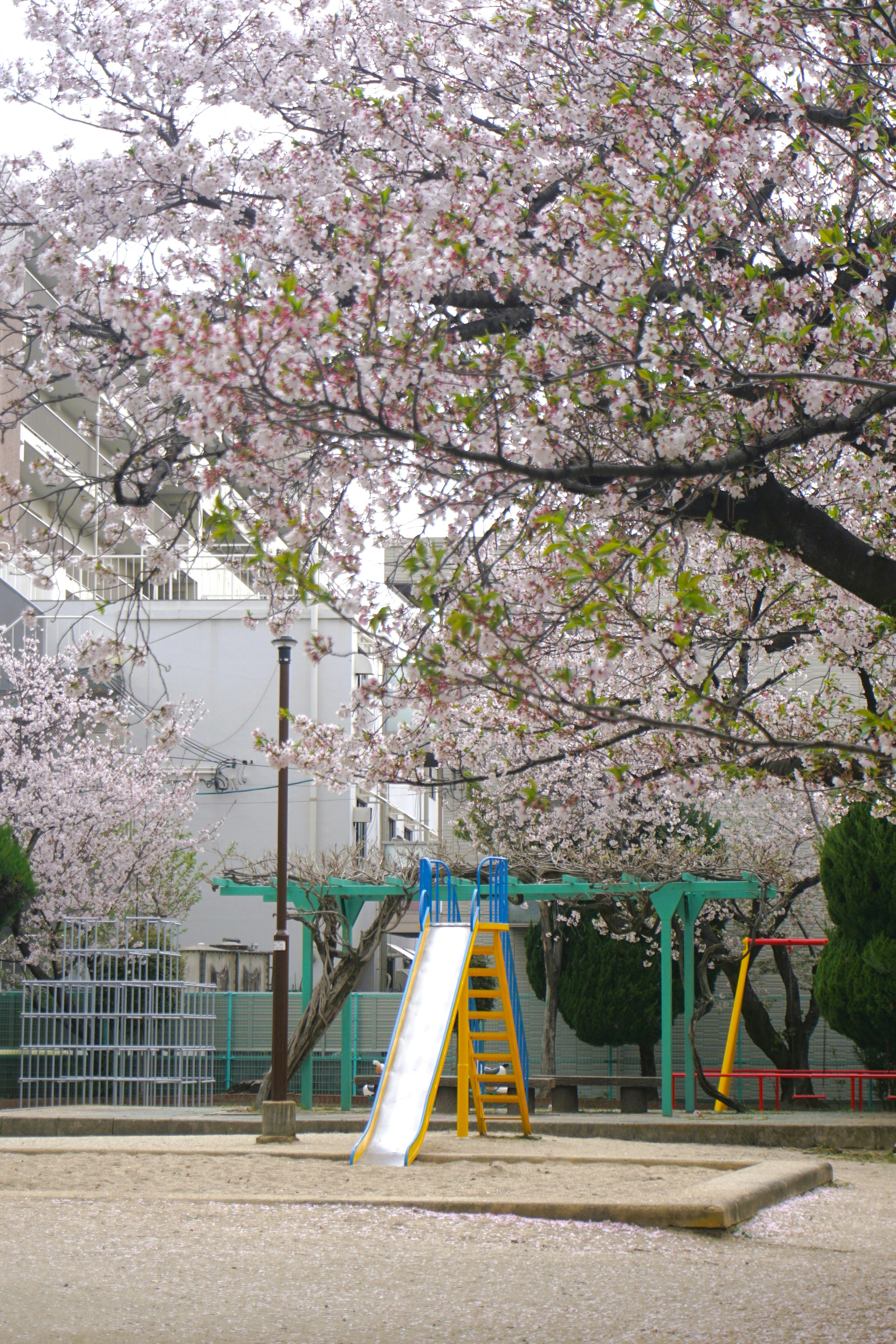 Scivolo nel parco giochi sotto alberi di ciliegio in fiore