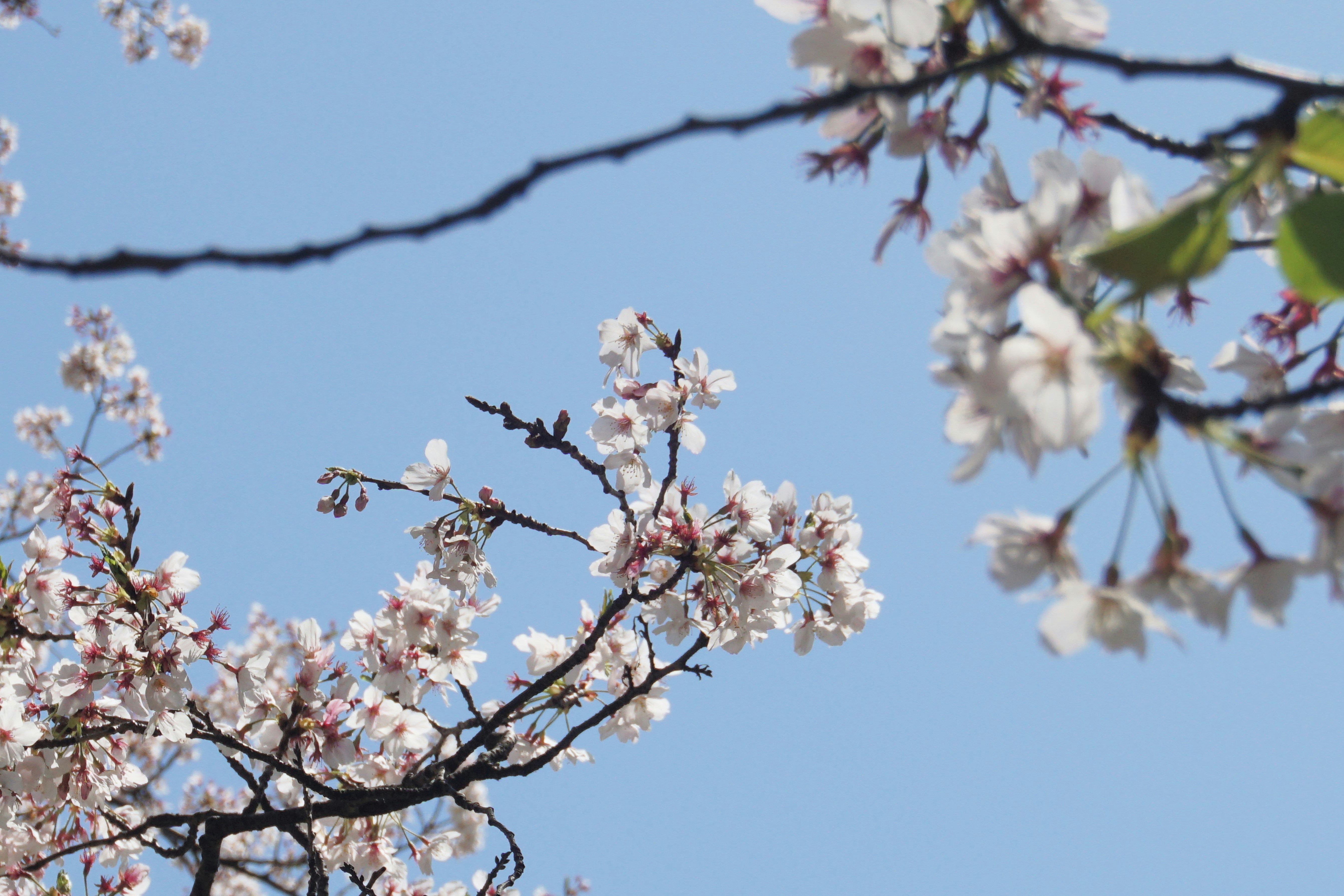 Photo by syadzasalsabyla