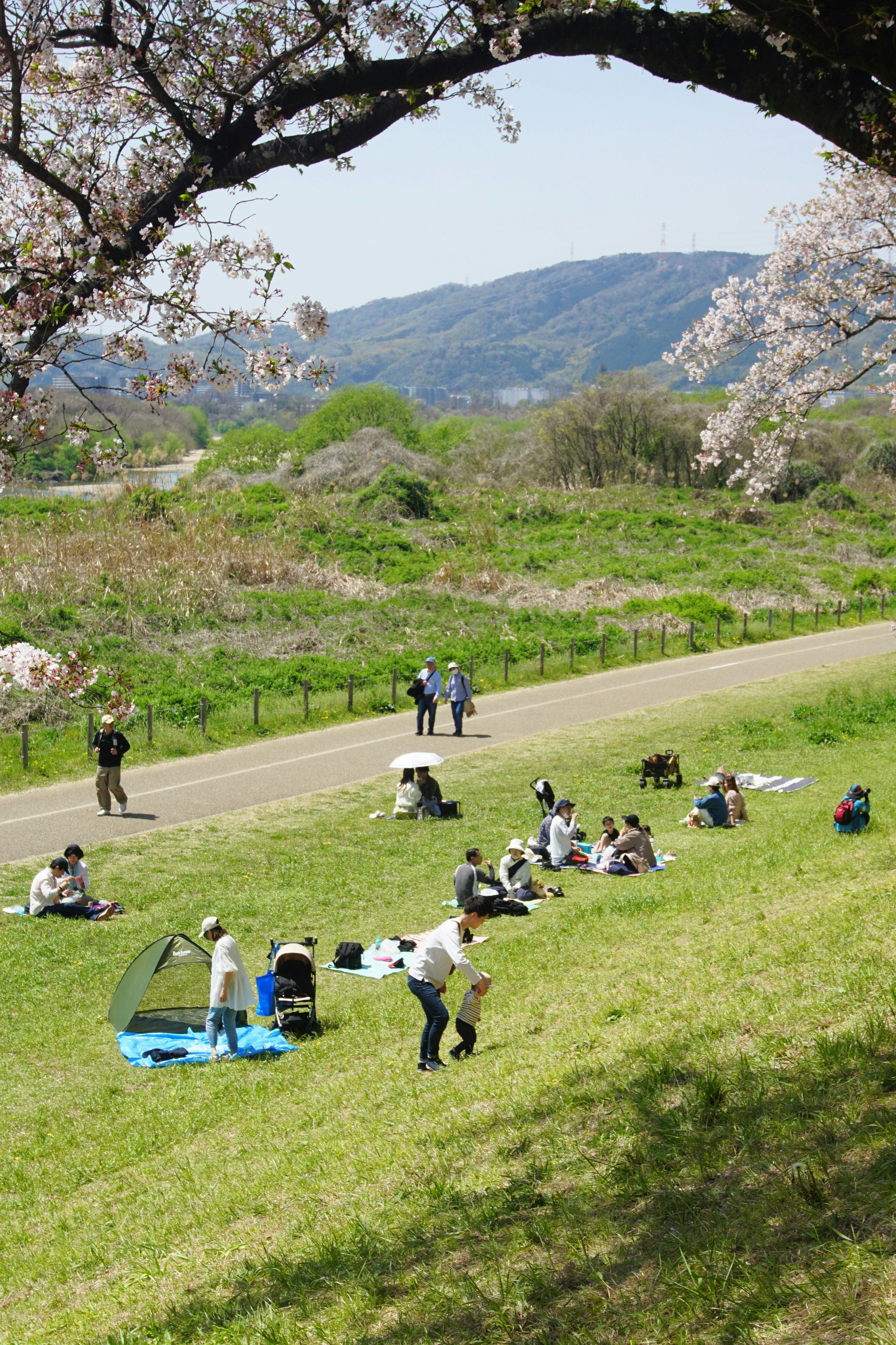 Persone che si godono un picnic sotto i ciliegi in fiore.
