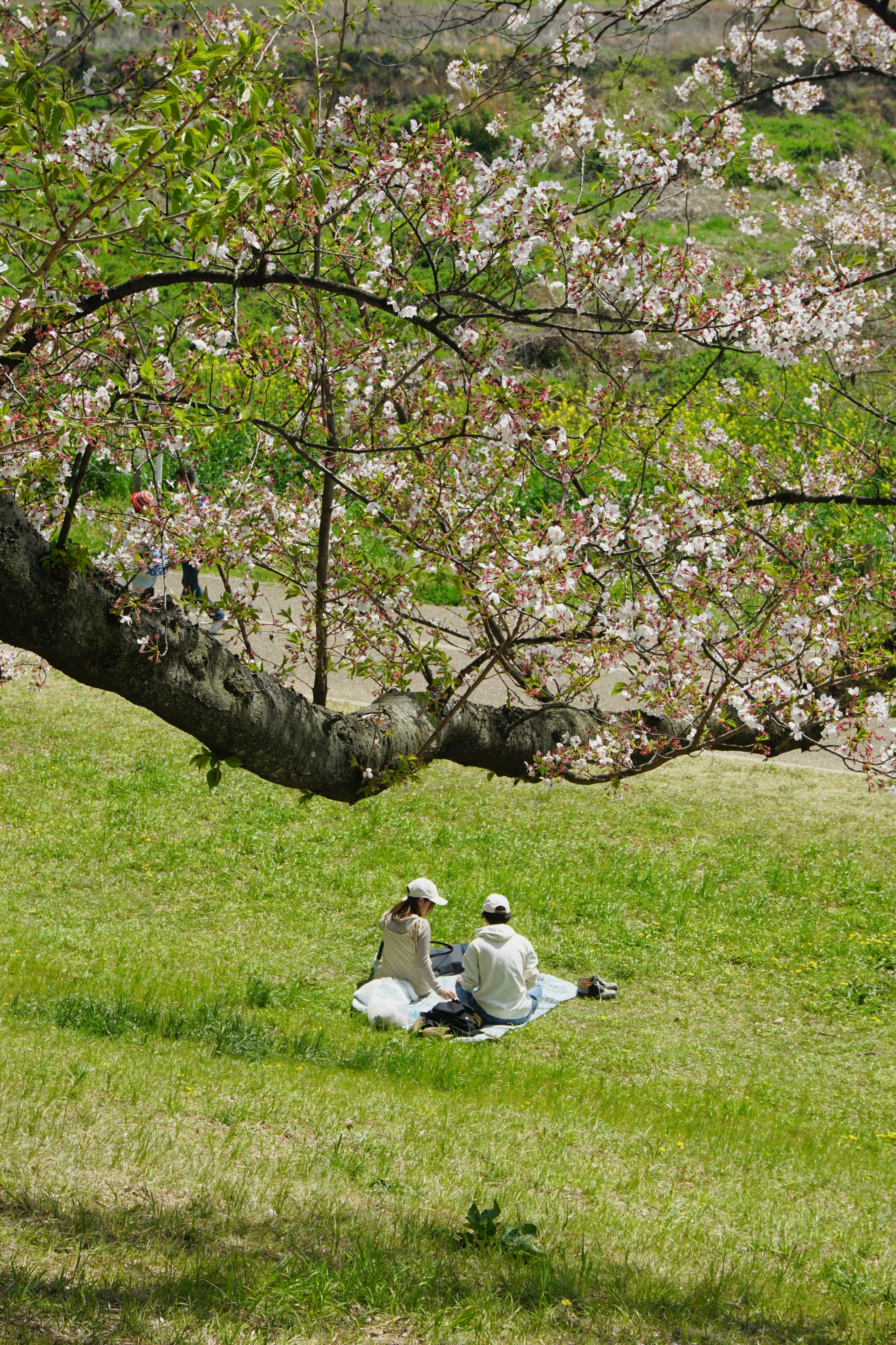 Due persone che fanno un picnic sotto un ciliegio in fiore.