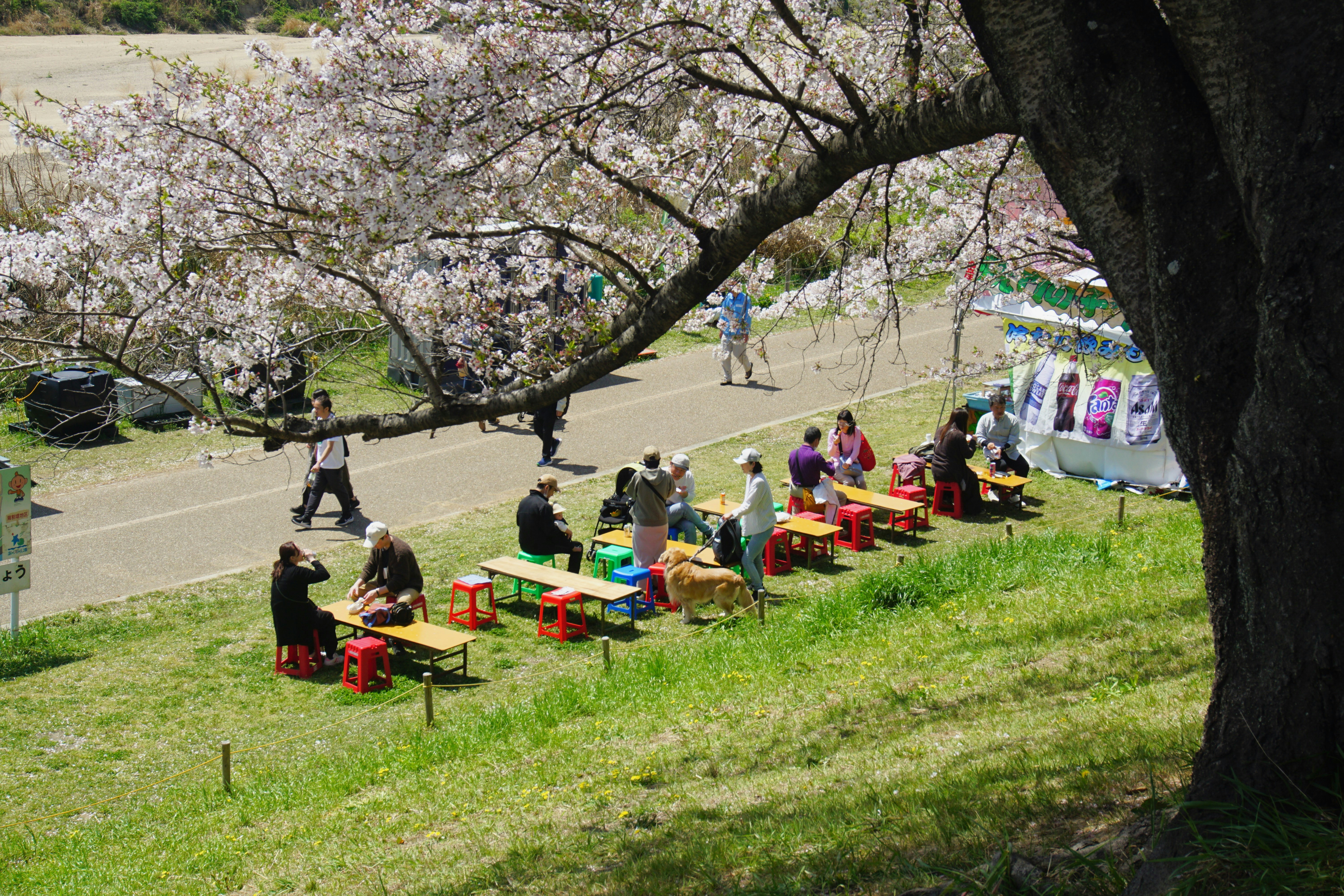 Local Hanami Gathering