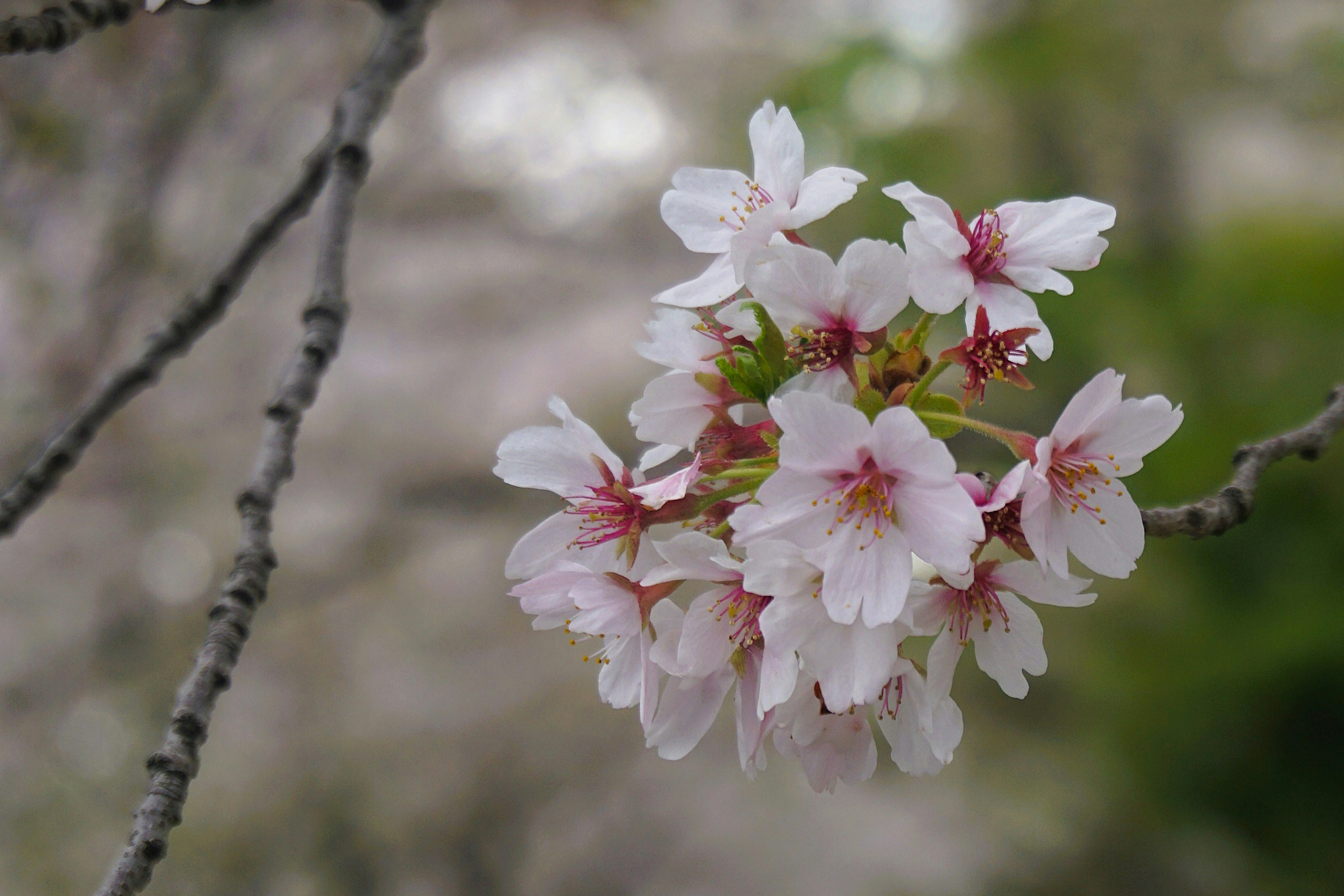 Delicati fiori di ciliegio rosa sbocciano su un ramo.