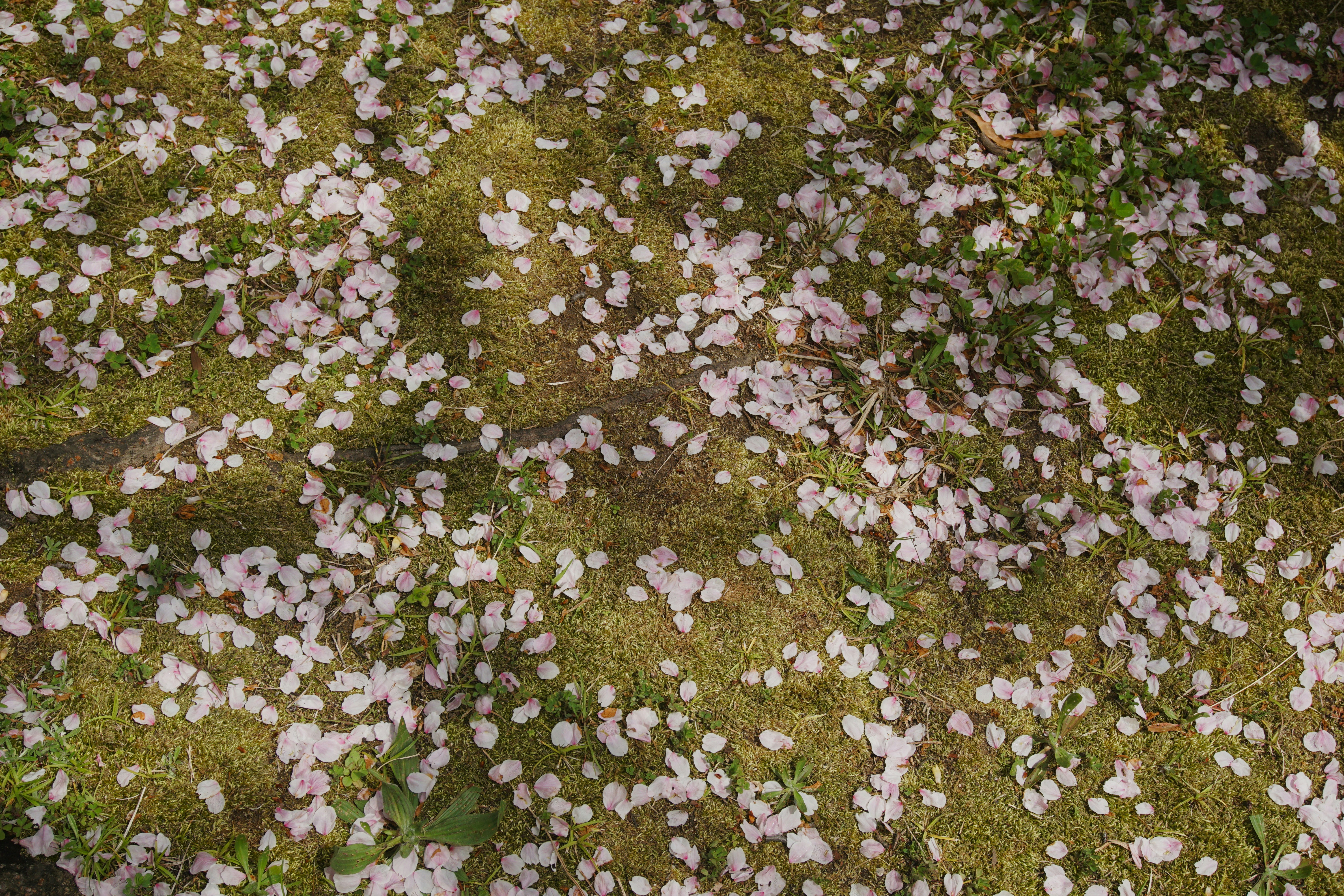 Photo by syadzasalsabyla