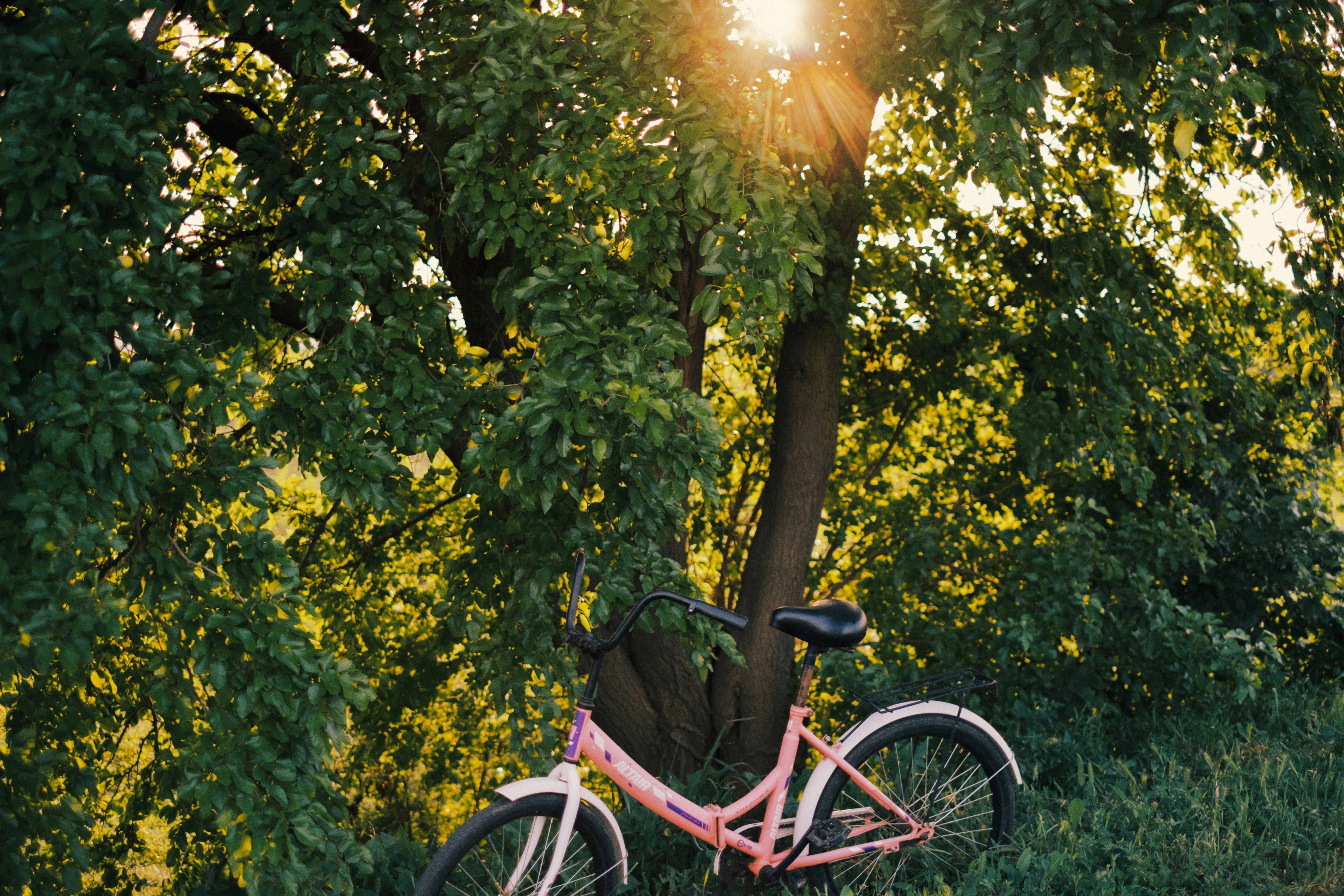 Pink bicycle leaning against a tree at sunset