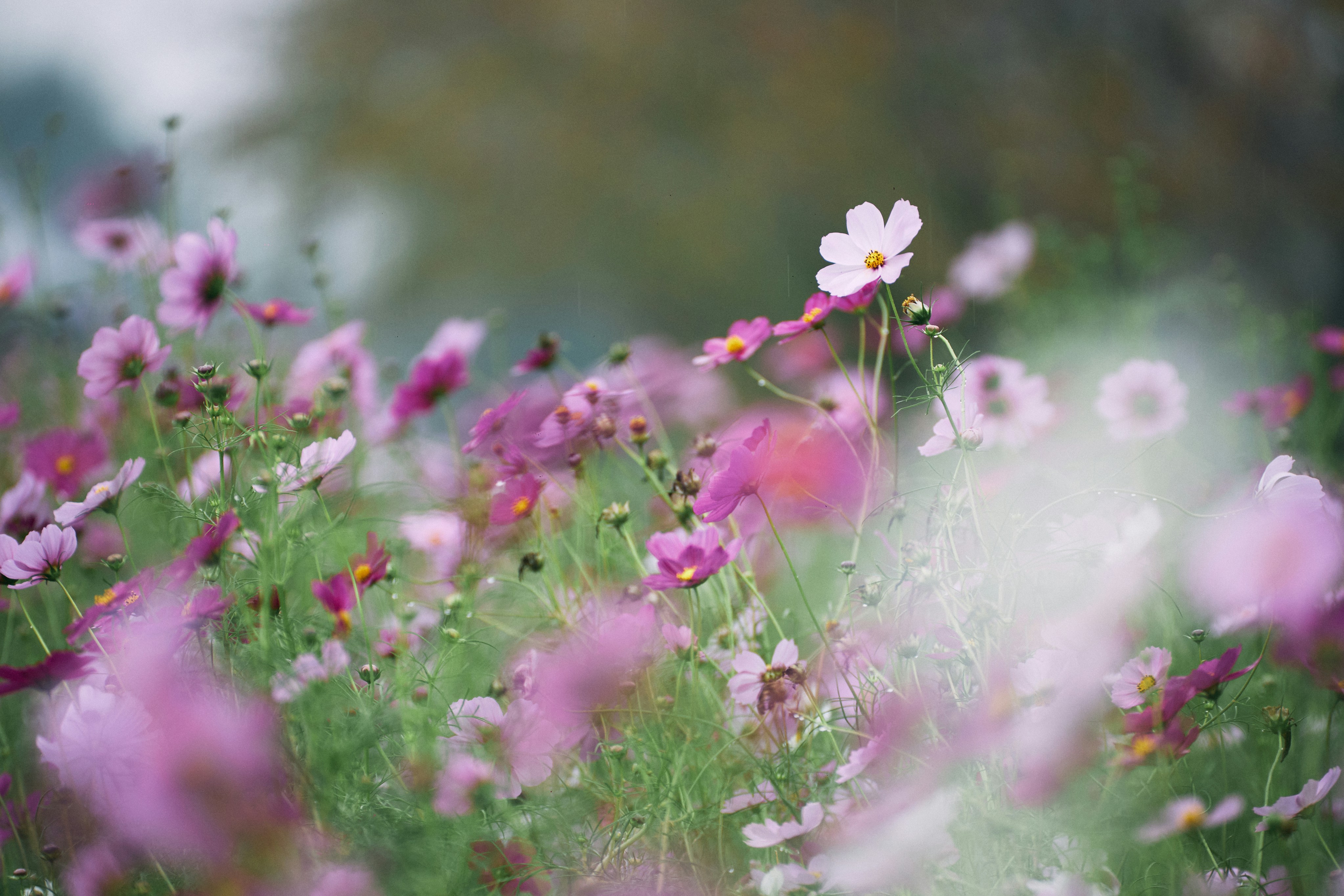 Photo by tsuyoshikozu