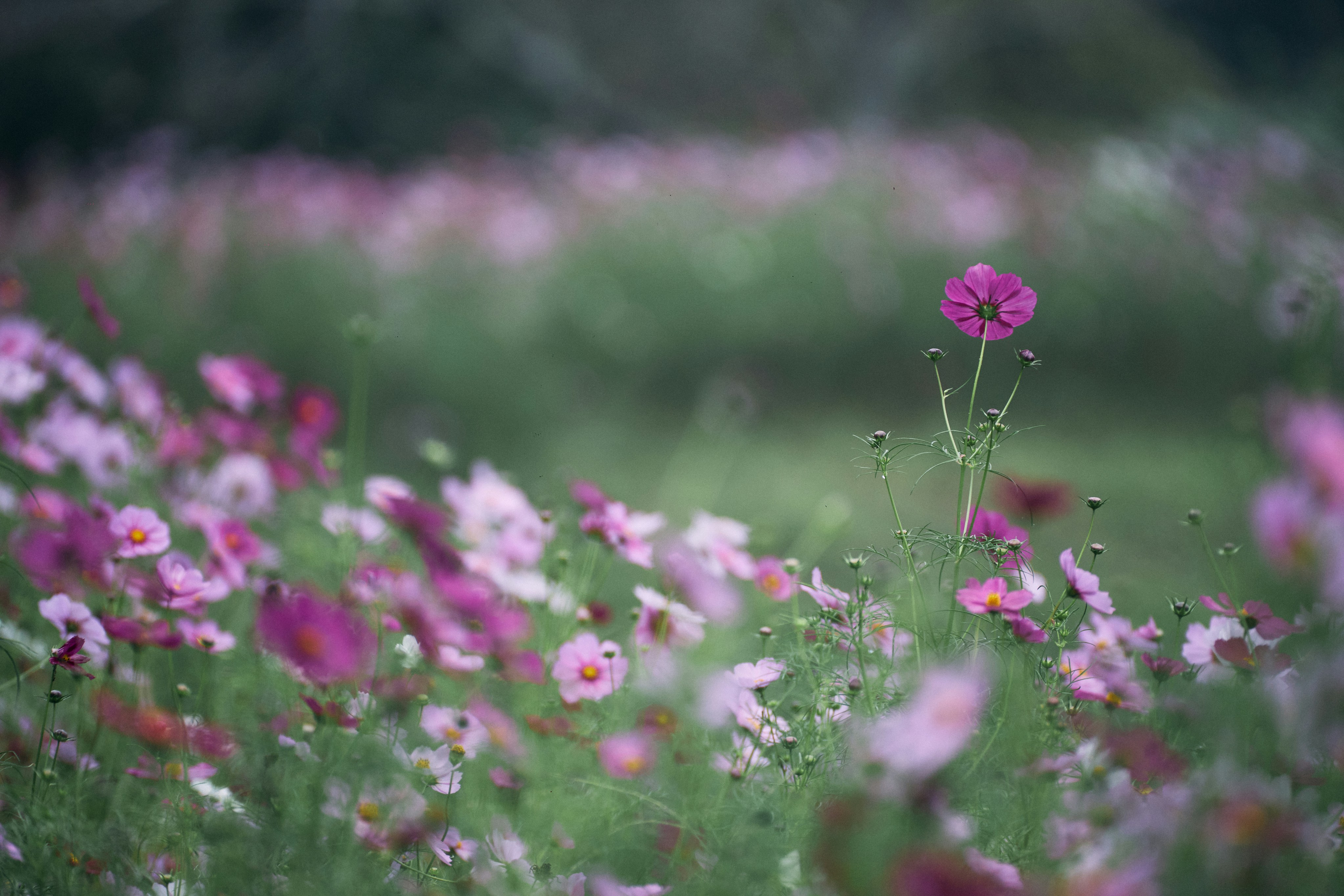 Photo by tsuyoshikozu