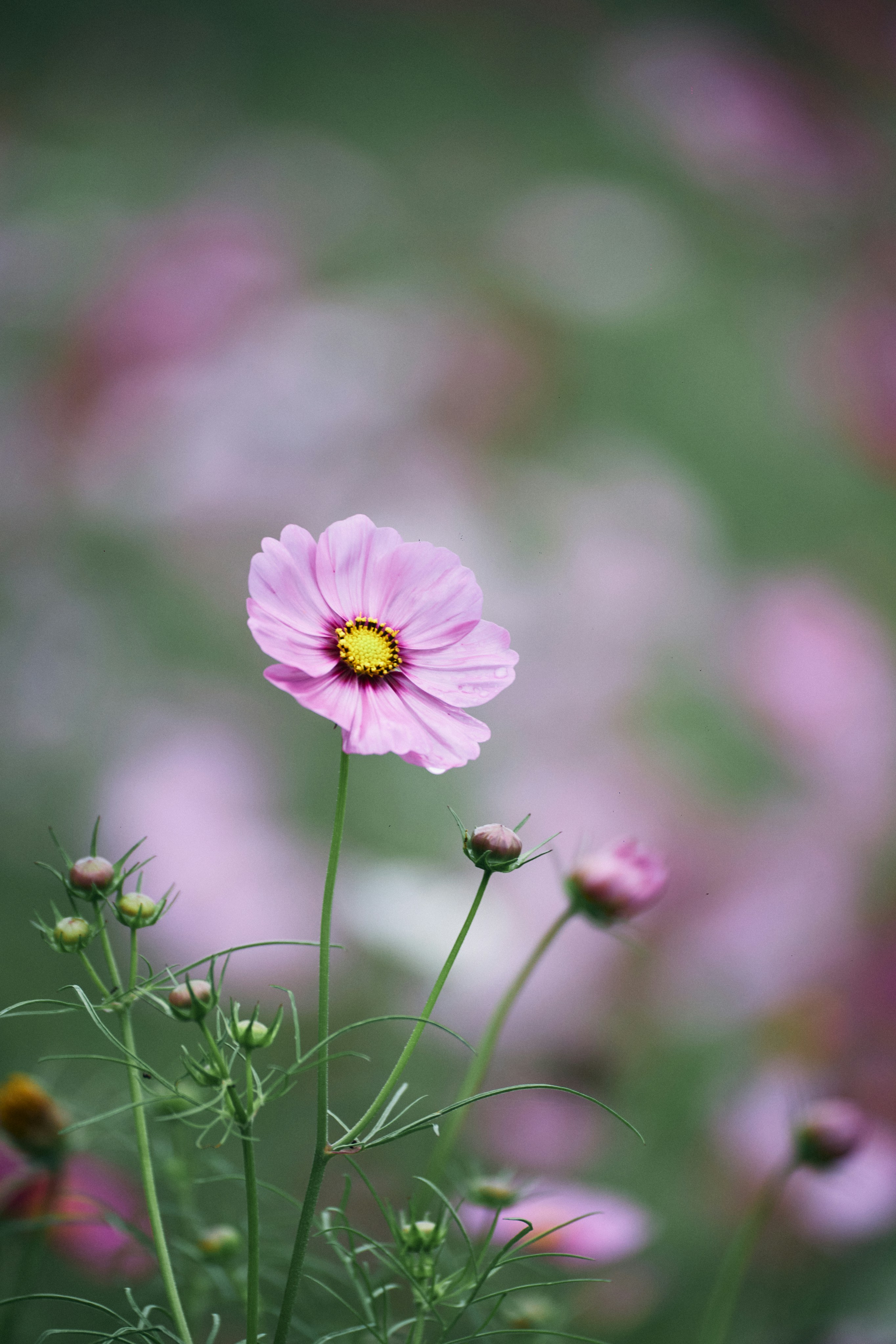 Photo by tsuyoshikozu