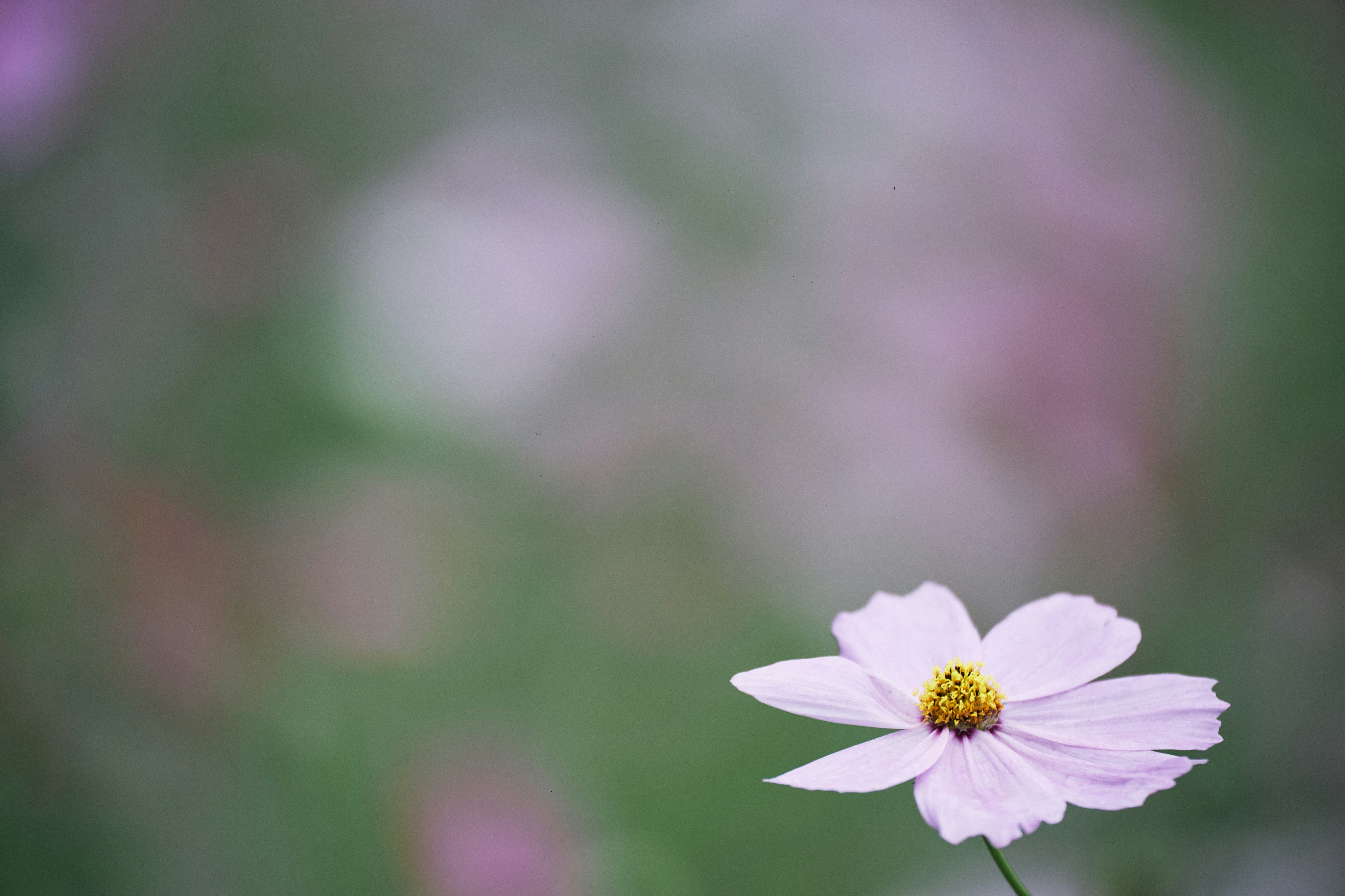 Photo by tsuyoshikozu