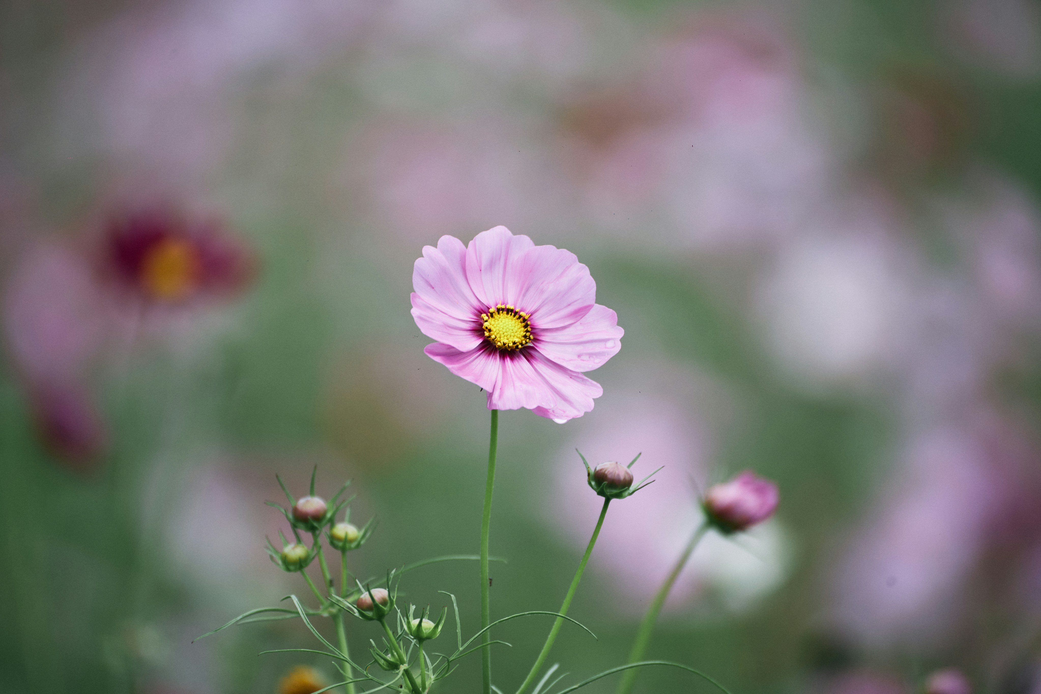 Photo by tsuyoshikozu