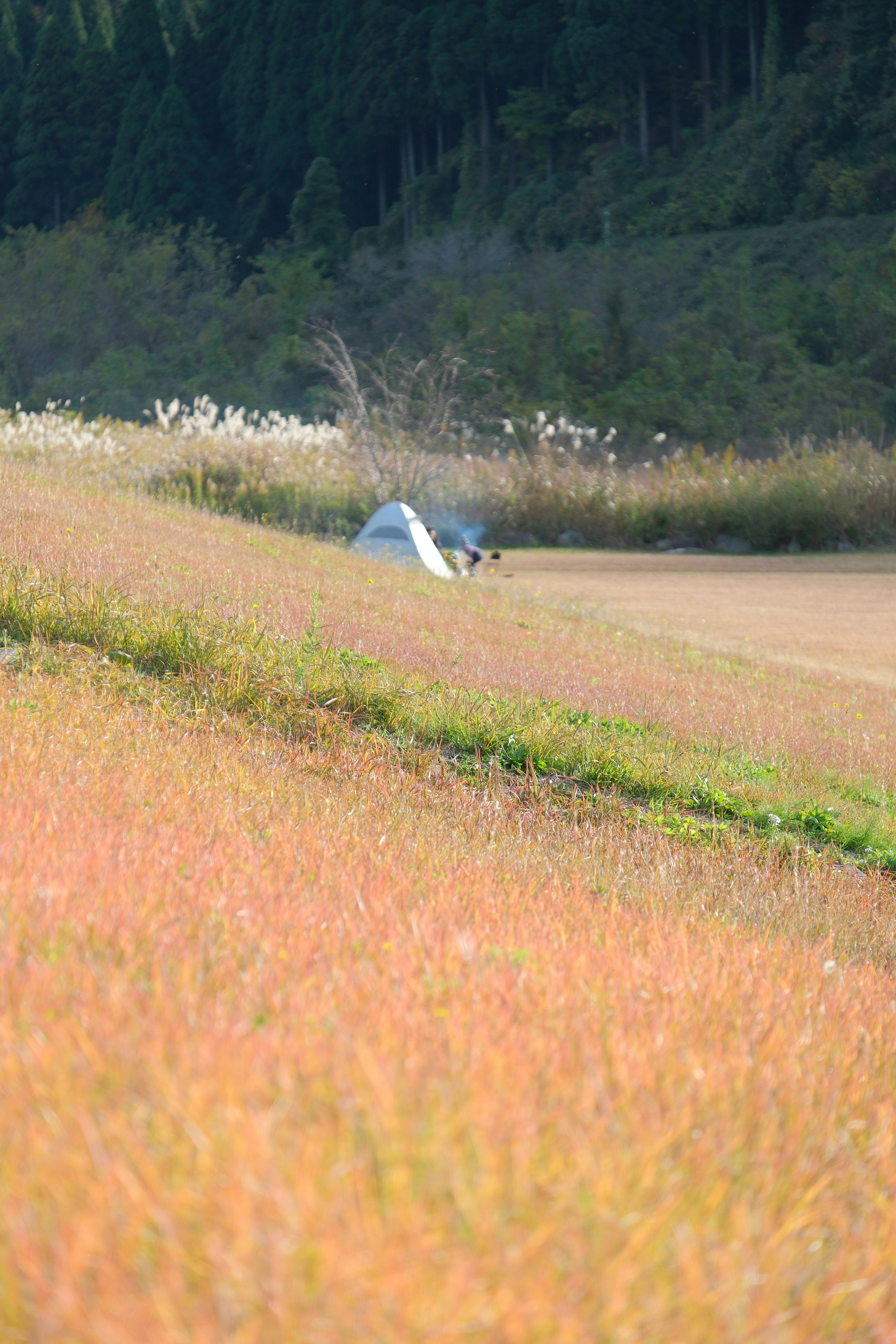 Ein Zelt auf einer grasbewachsenen Wiese mit Bäumen.