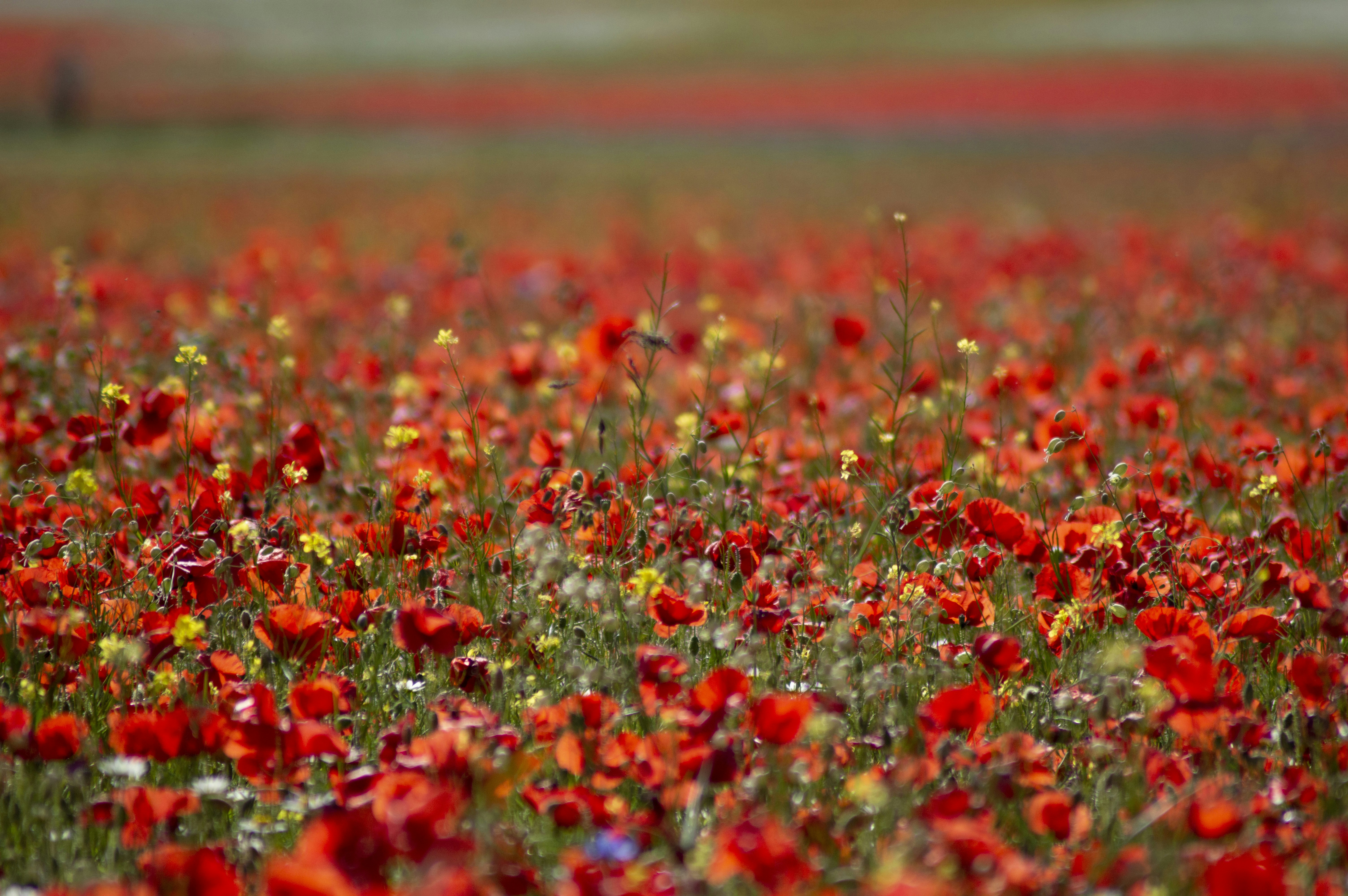 Photo by elerosst