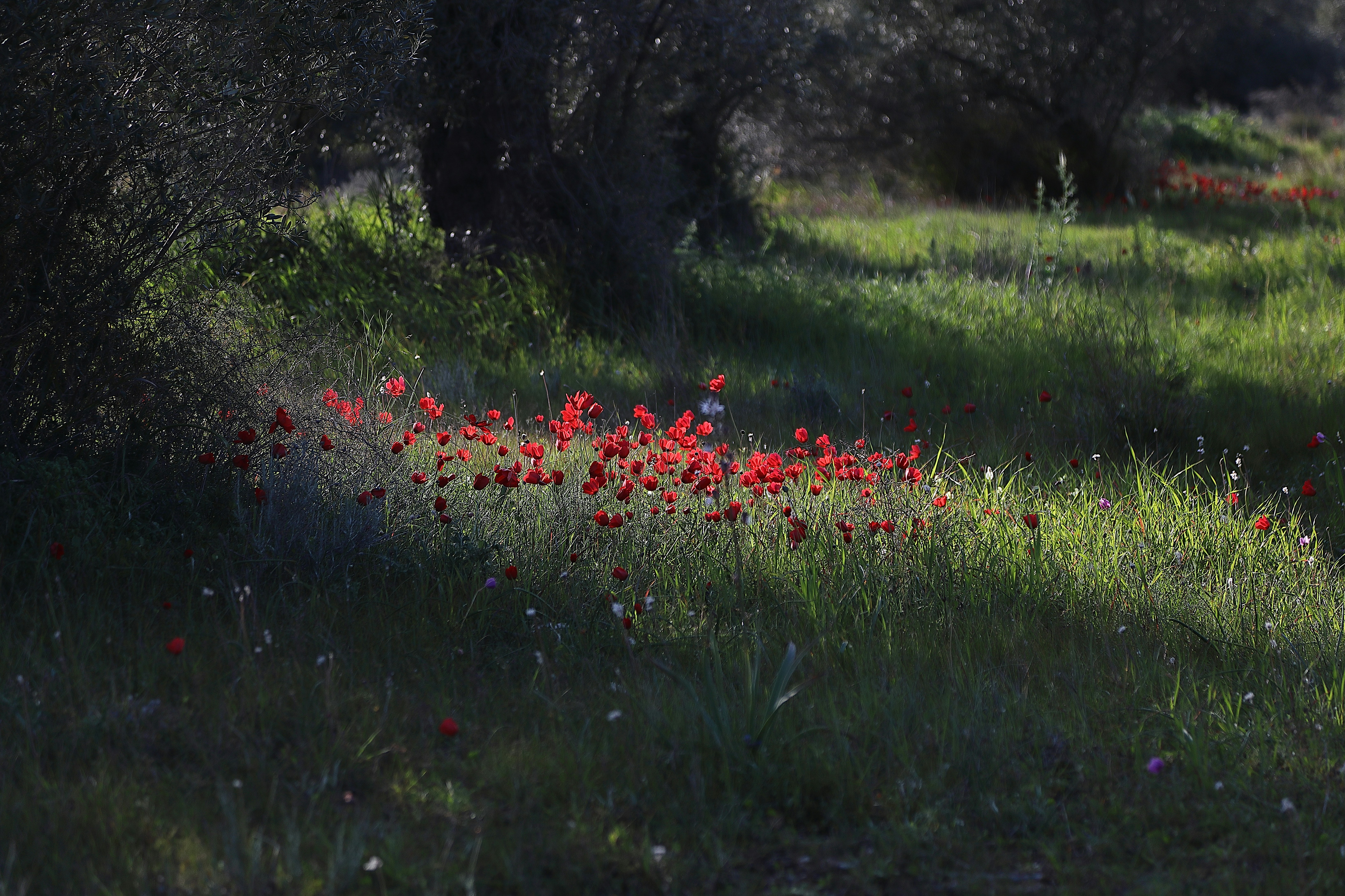Campo de amapolas rojas bajo la luz moteada del sol