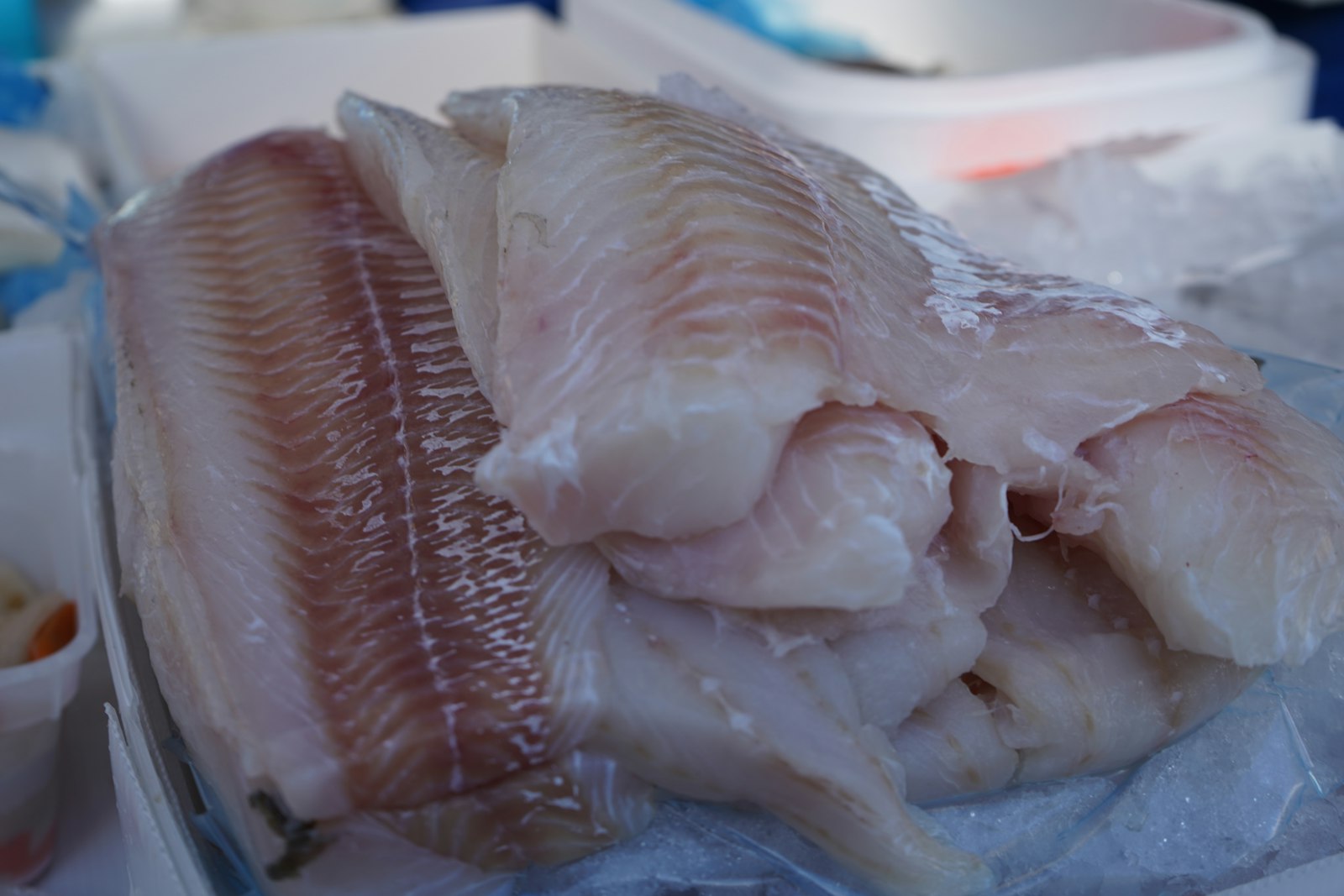 Fersk torsk og annen hvit fisk i filet liggende på is i en fiskedisk i Bergen