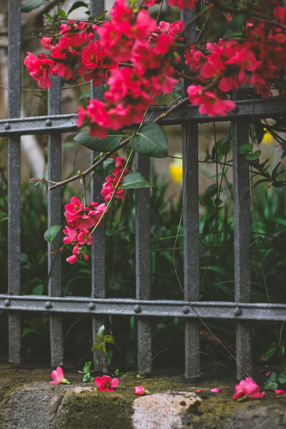 Black iron fence with vibrant red flowers growing on it in full bloom