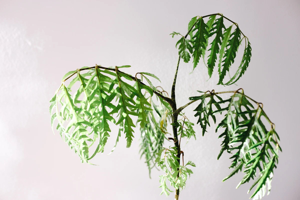 Fern Care India Why Ferns Die Save Guide