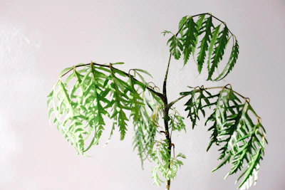 Fern Care India Why Ferns Die Save Guide
